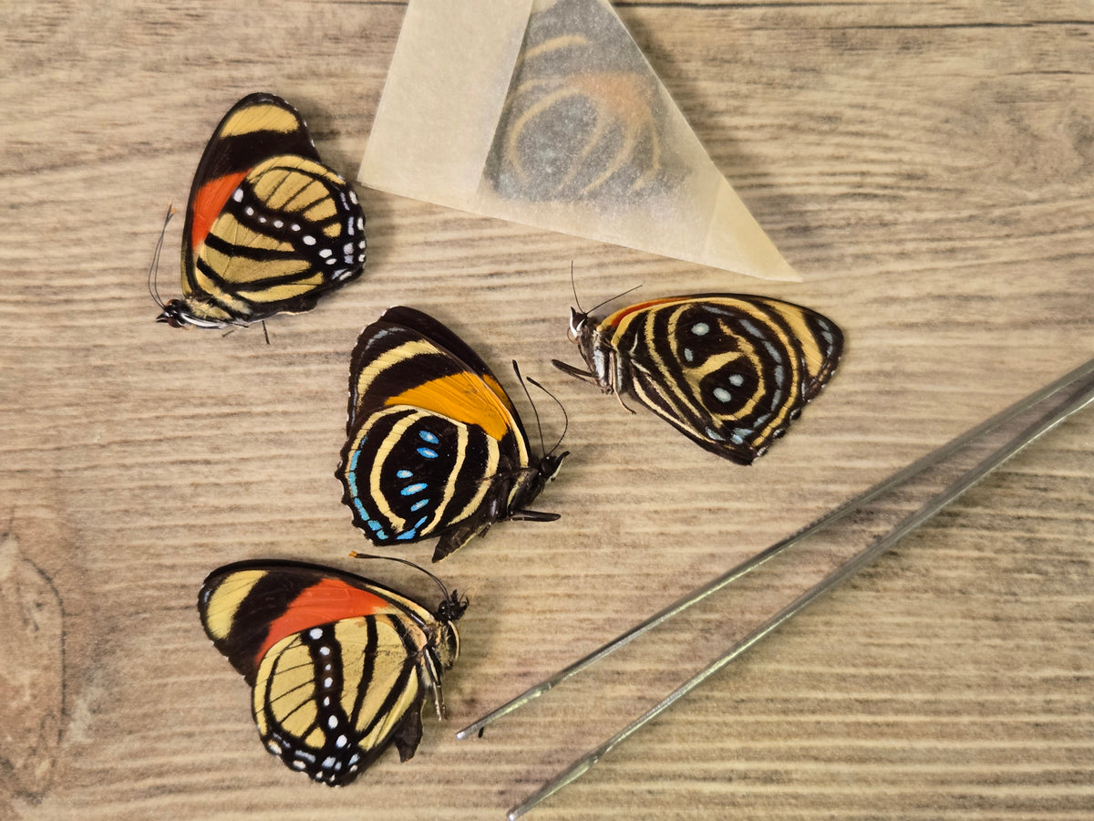 Callicore Species- "Number Wings" Butterfly