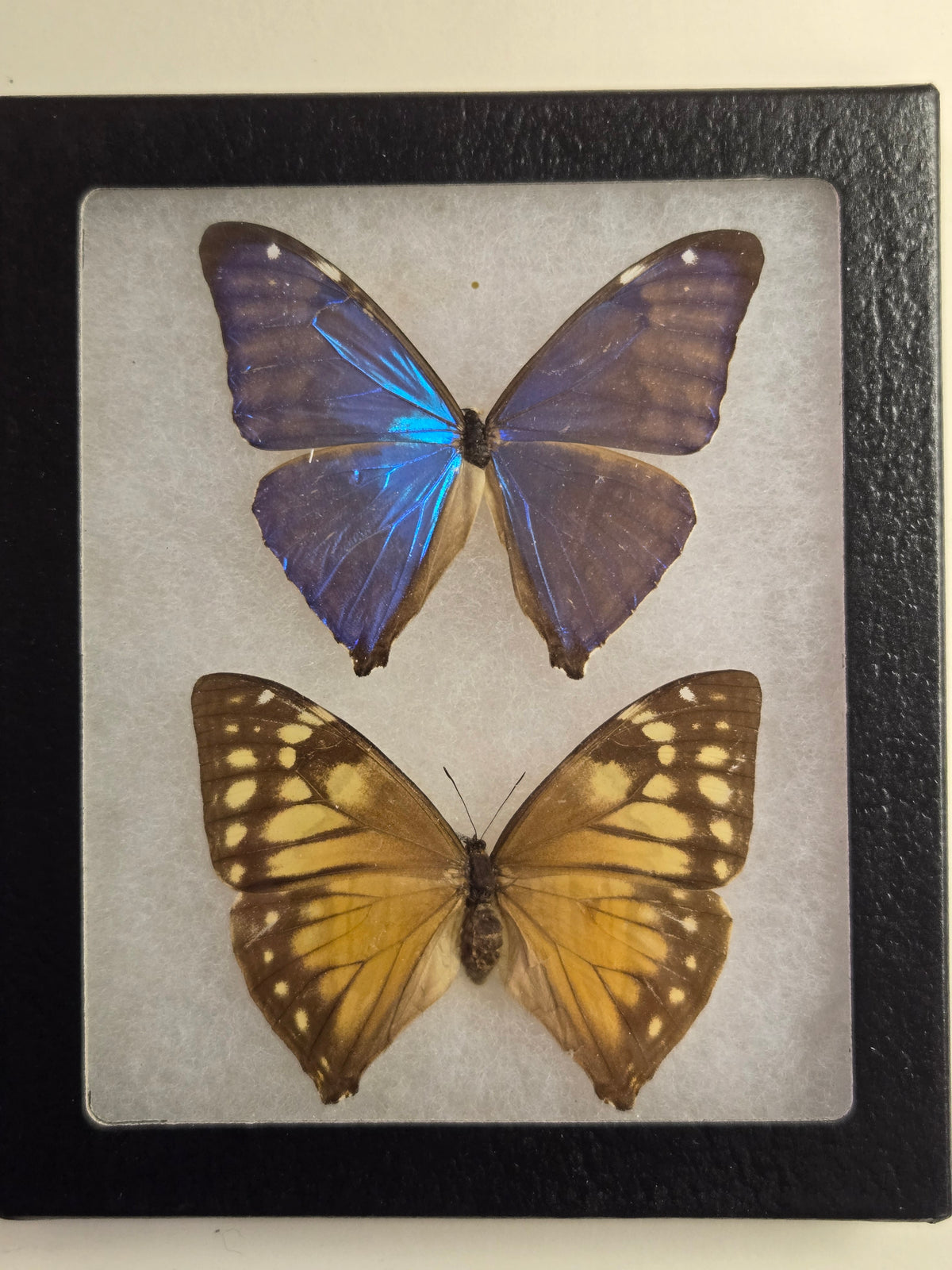 Framed Morpho aega PAIR Male/Female
