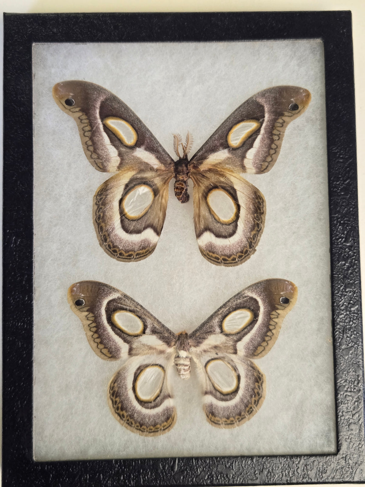 Framed Epiphora mythimnia, White-Ringed Saturn Moth PAIR