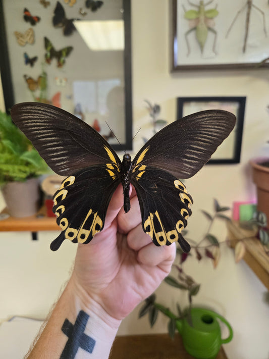 Spread Swallowtail Papilio deiphobus LOT 447