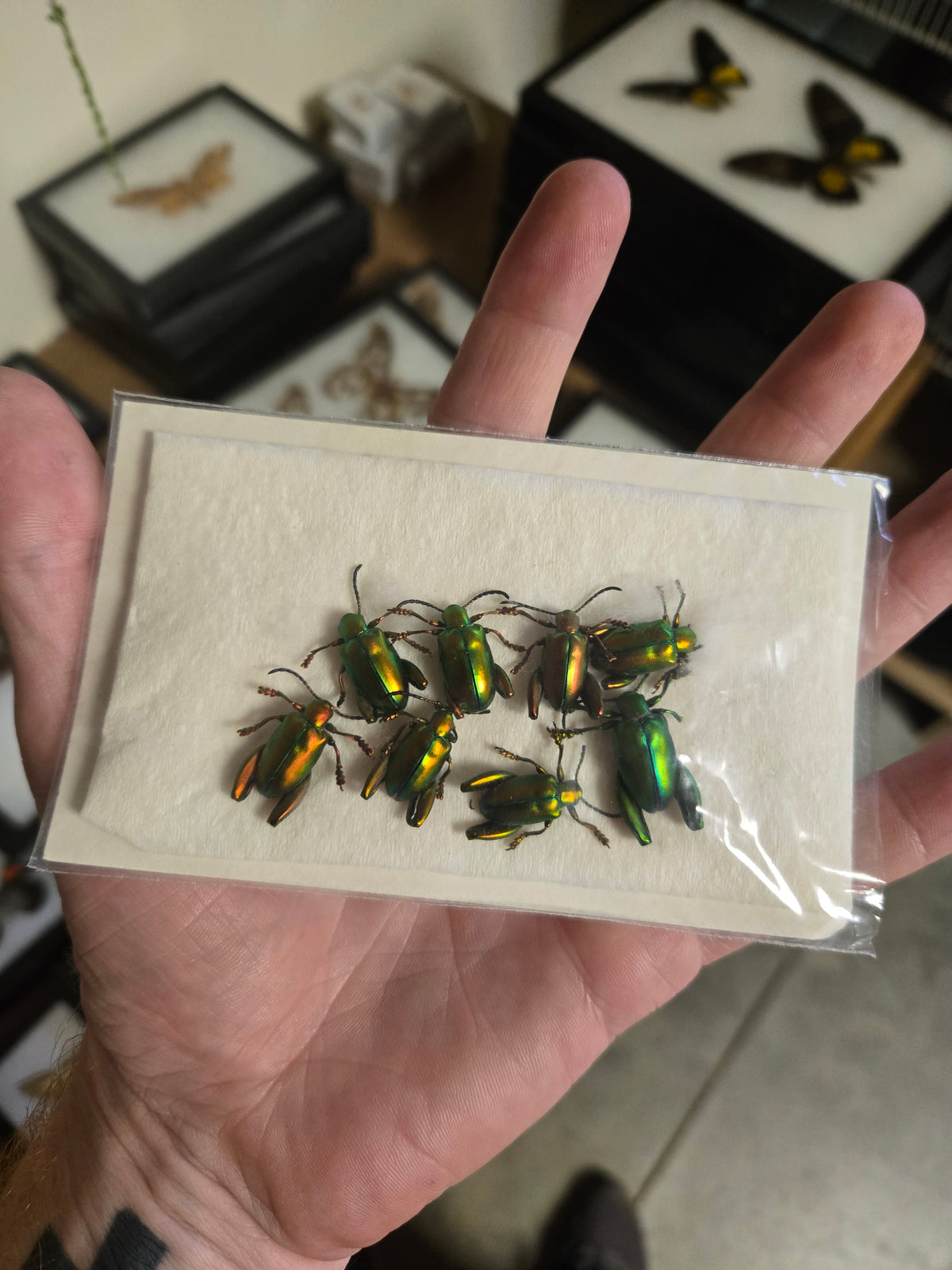 Sagra femoralis Red/Gold Pack of 8