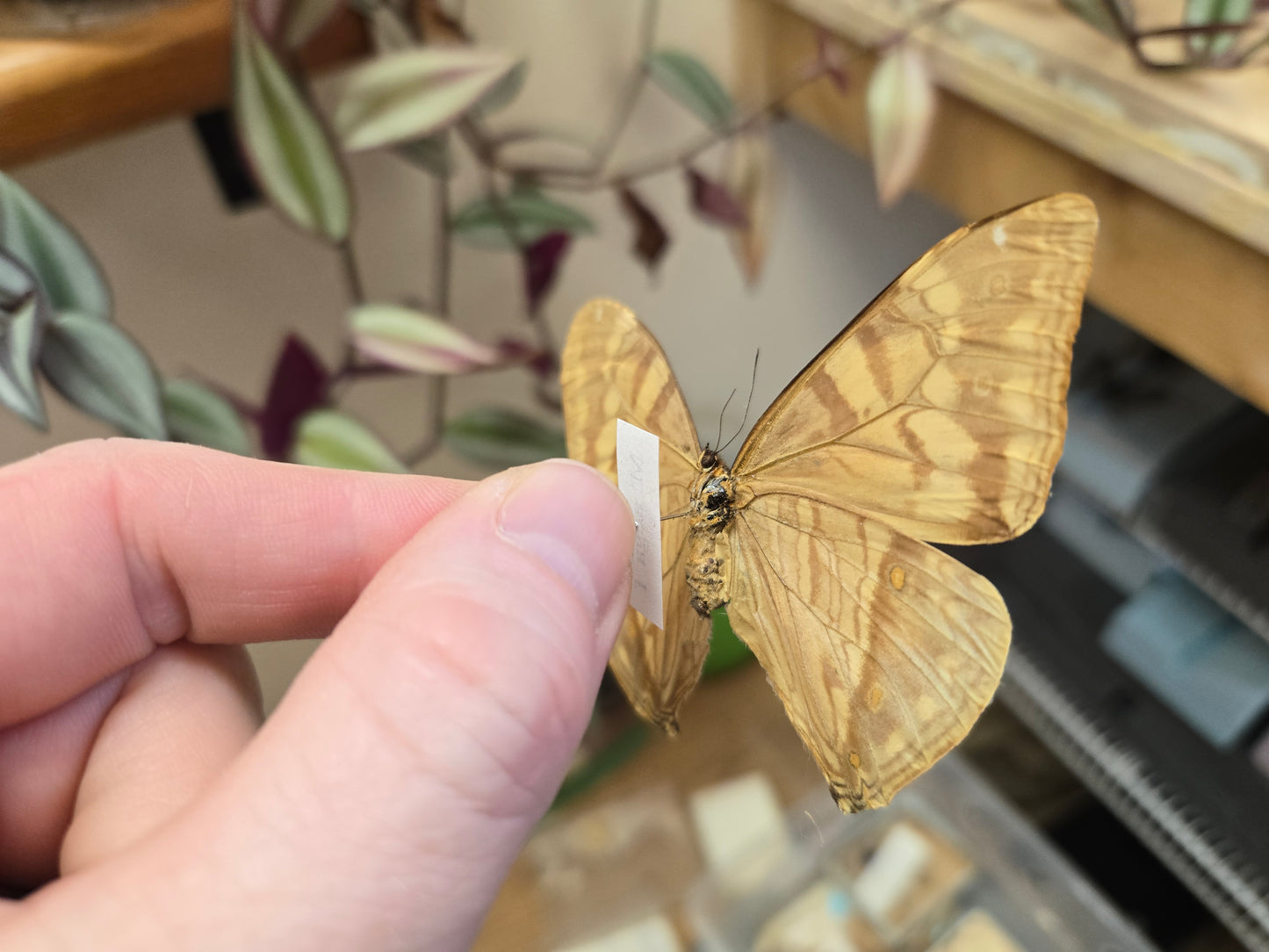 Female Morpho aega, Spread LOT 441