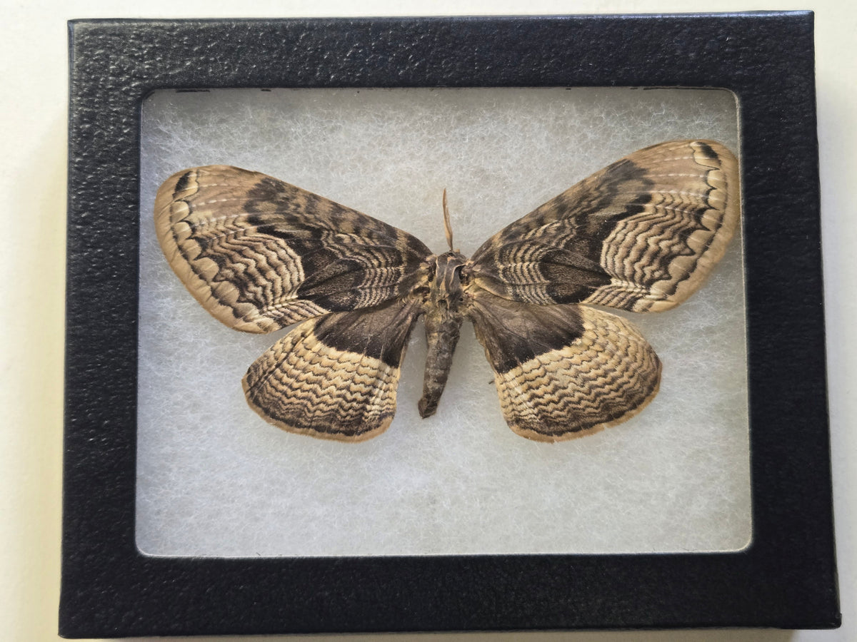 Framed Brahmaea tancrei -Siberian Owl Moth
