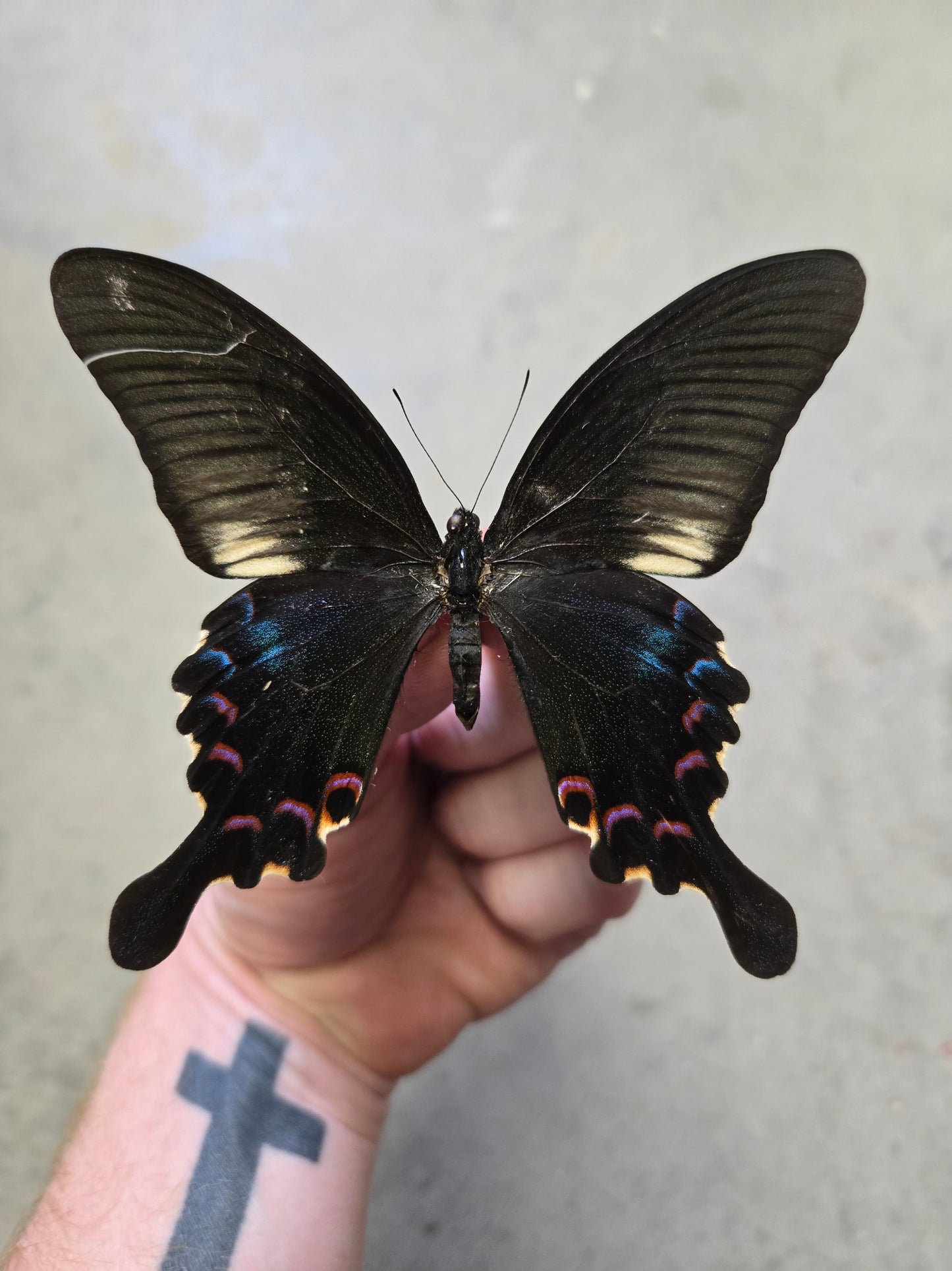 Papilio polyctor Indian Peacock Swallowtail