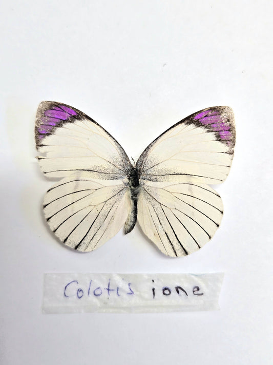Spread Colotis ione purple tip A- LOT 405