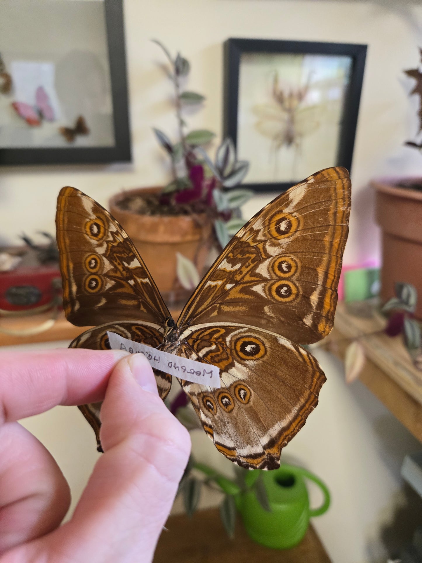 Morpho hecuba, Spread LOT 444