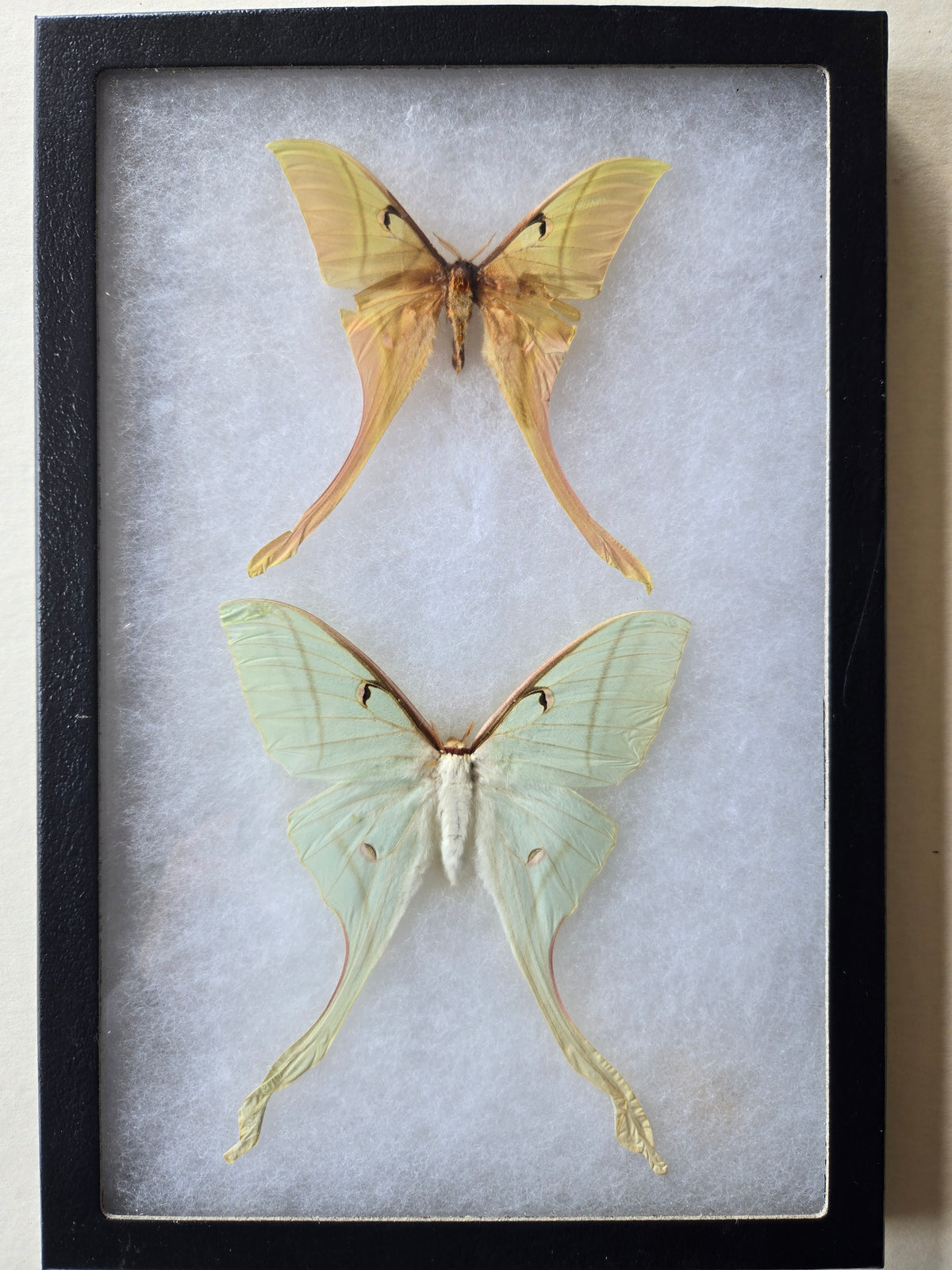 Framed Actias rhodopneuma, Pink Spirit Moth, Rare PAIR