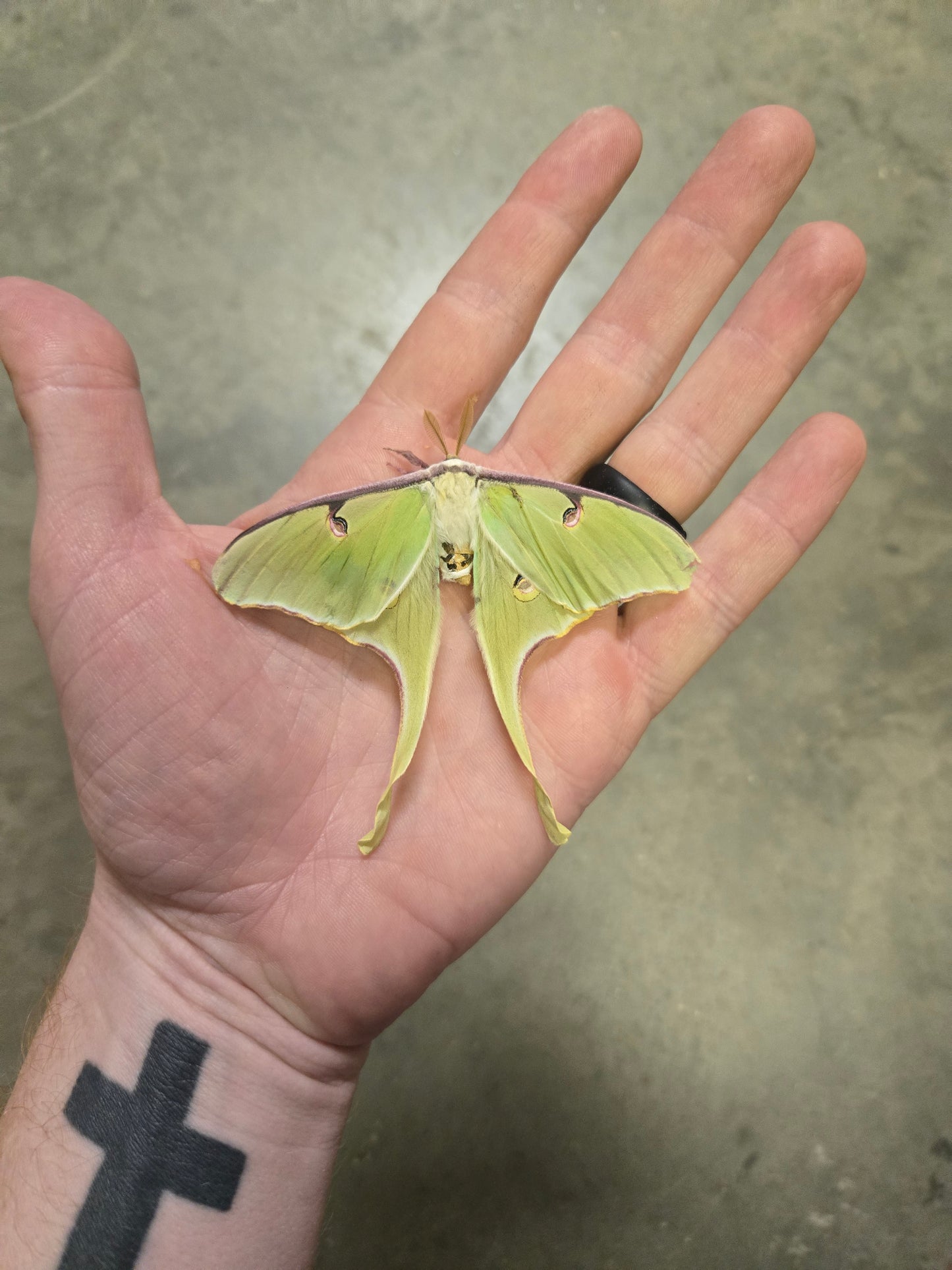 Luna Moth, NATURAL DEATH, Actias luna