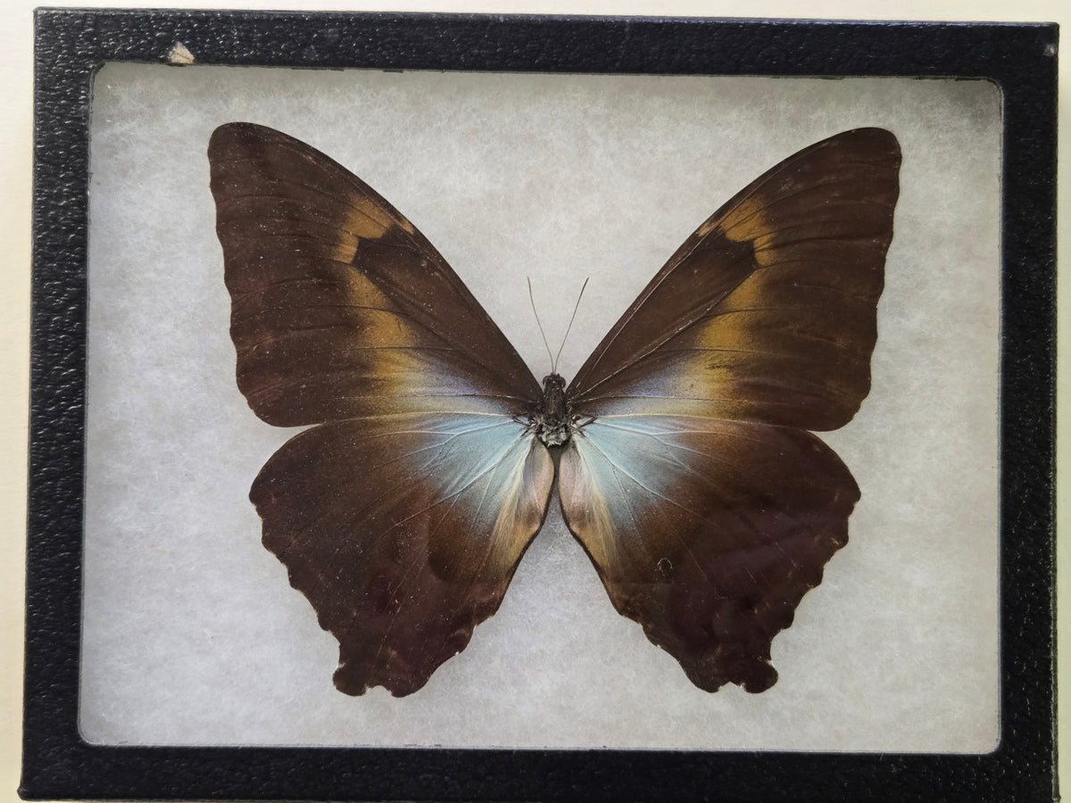Framed Morpho phanodemus