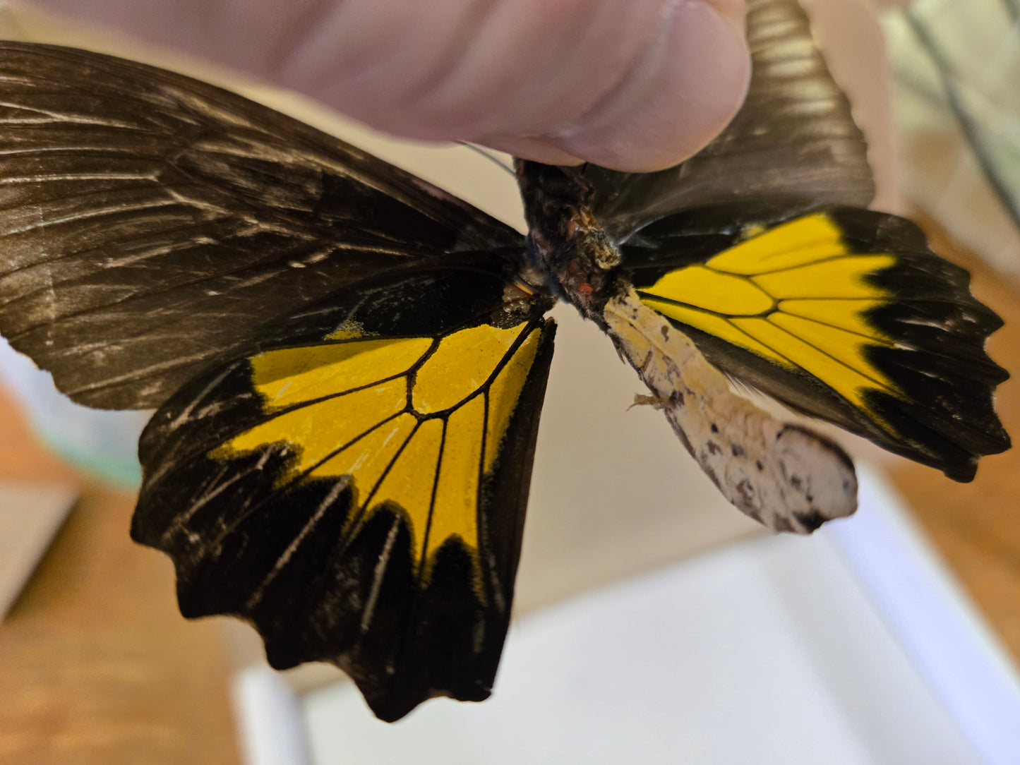 HISTORICAL RARITY! Please Read! Spread Birdwing A2 LOT 431