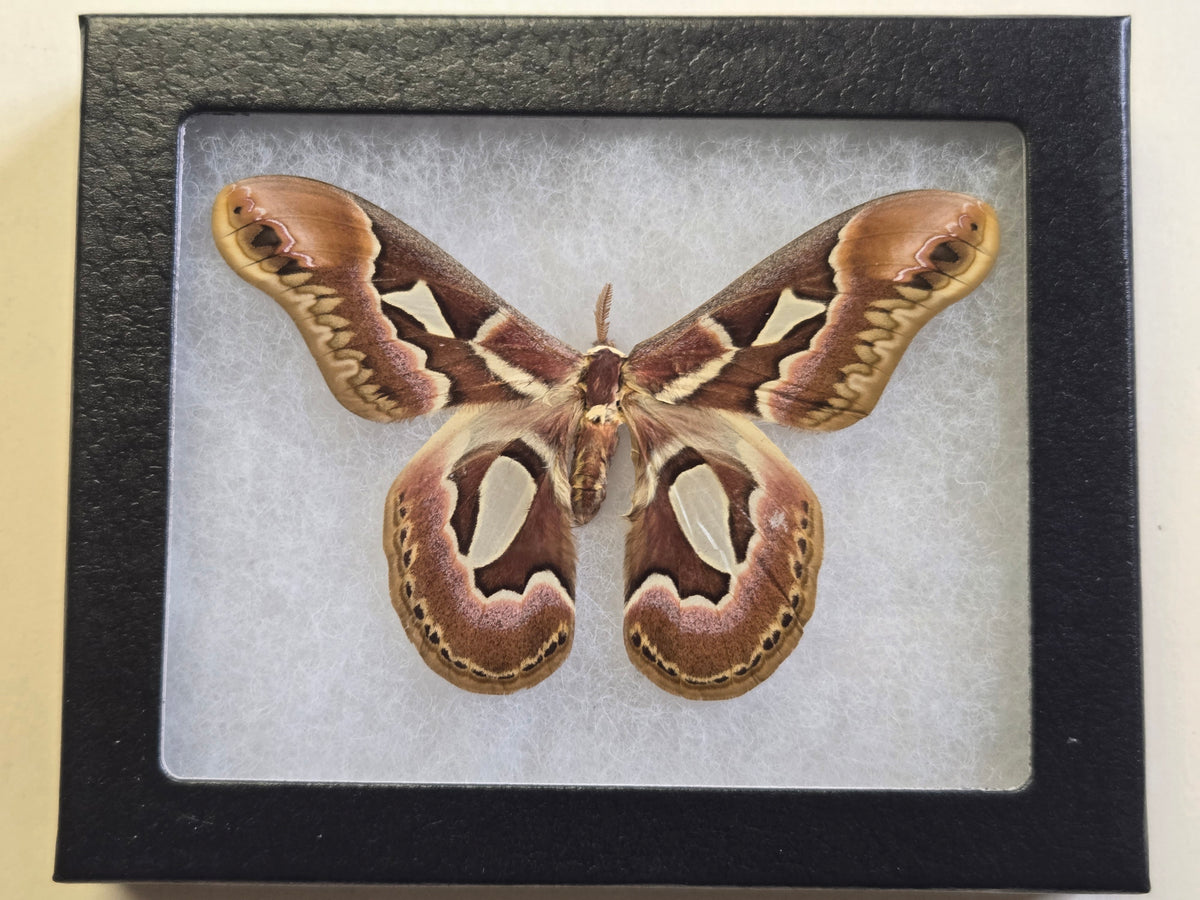 Framed Rothschildia jacobaeae, Rothschild's Atlas Moth