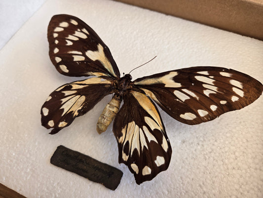 Ornithoptera victoriae regina 1967 Spread Birdwing Lot 450