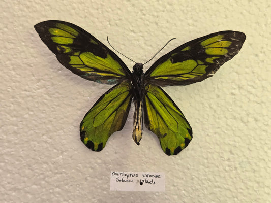 RARE Spread Ornithoptera victoriea A2 LOT 430