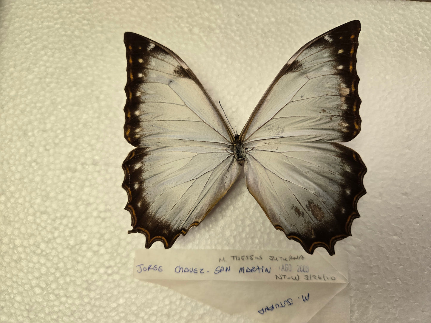 Spread Morpho theseus juturna, Lot 333