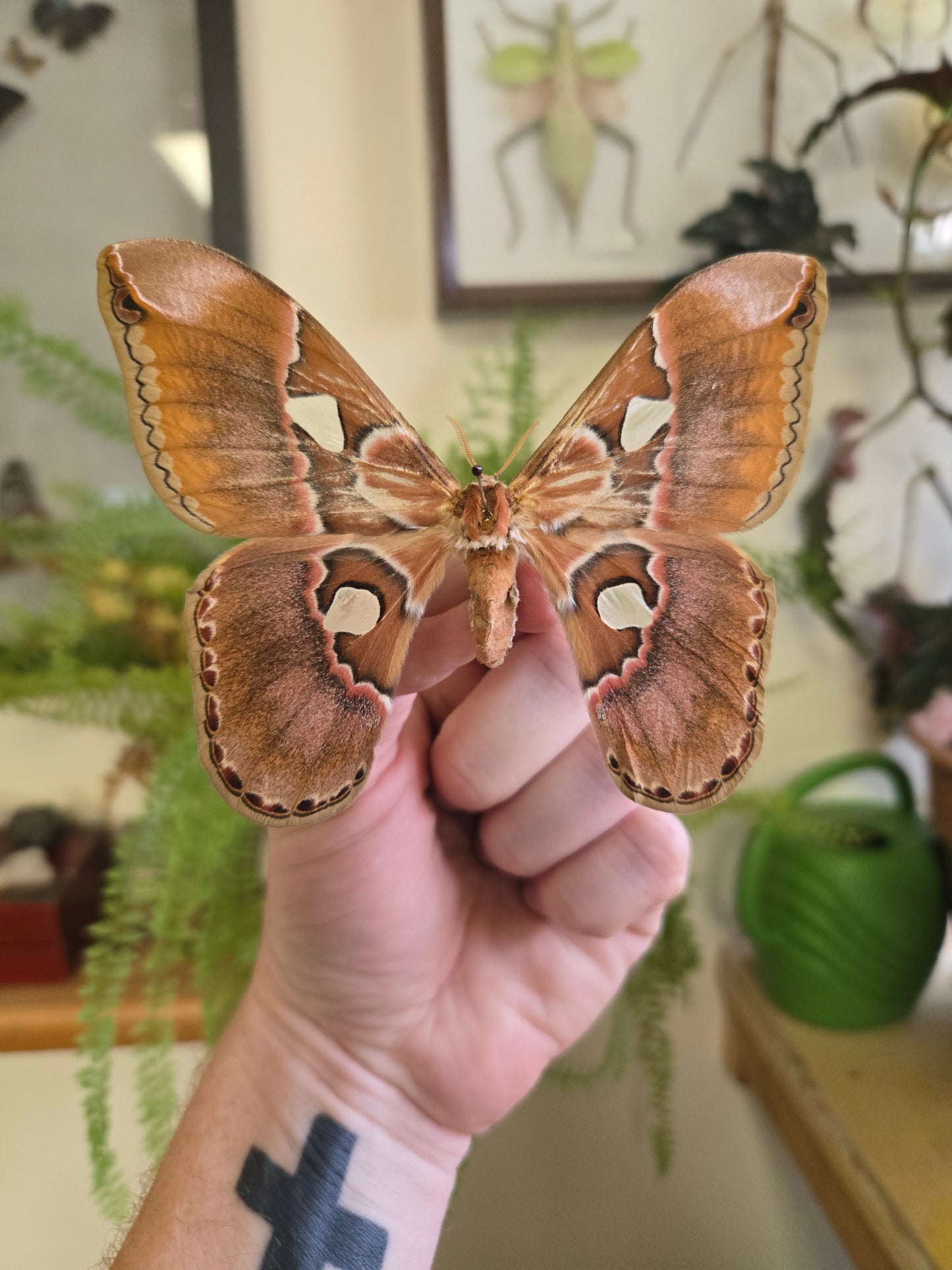 Rothschildia Orizaba Silkmoth