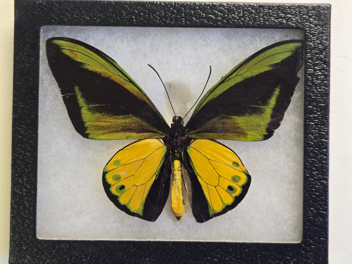 Ornithoptera goliath atlas Male Birdwing