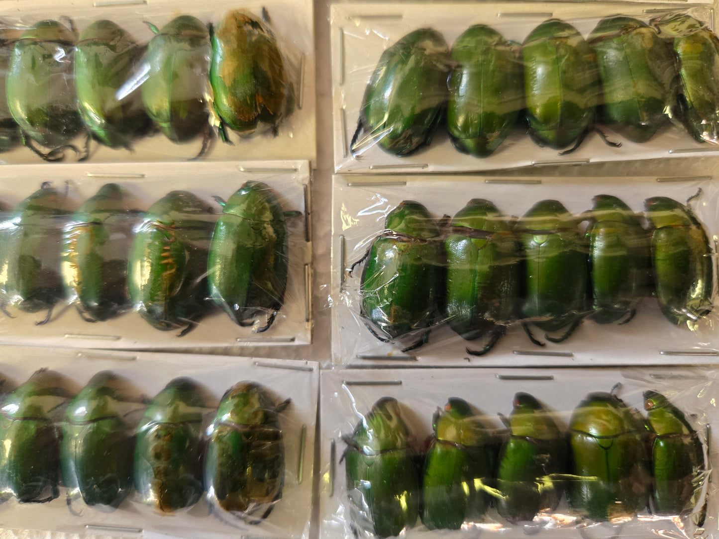 Pack of 5 Anomala cupripes beetles