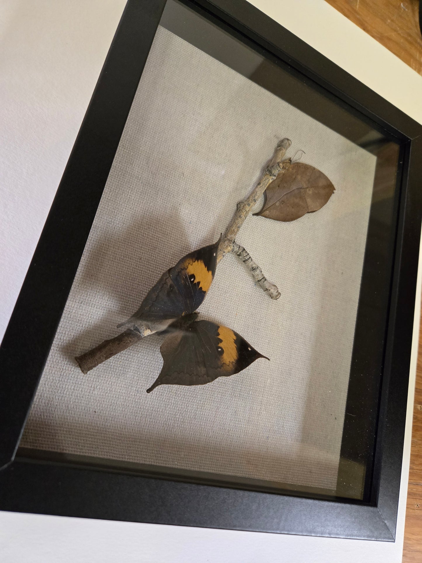 Shadowbox Framed Dead Leaf Butterflies, 11"x9" Two Butterflies. Kallima inachus