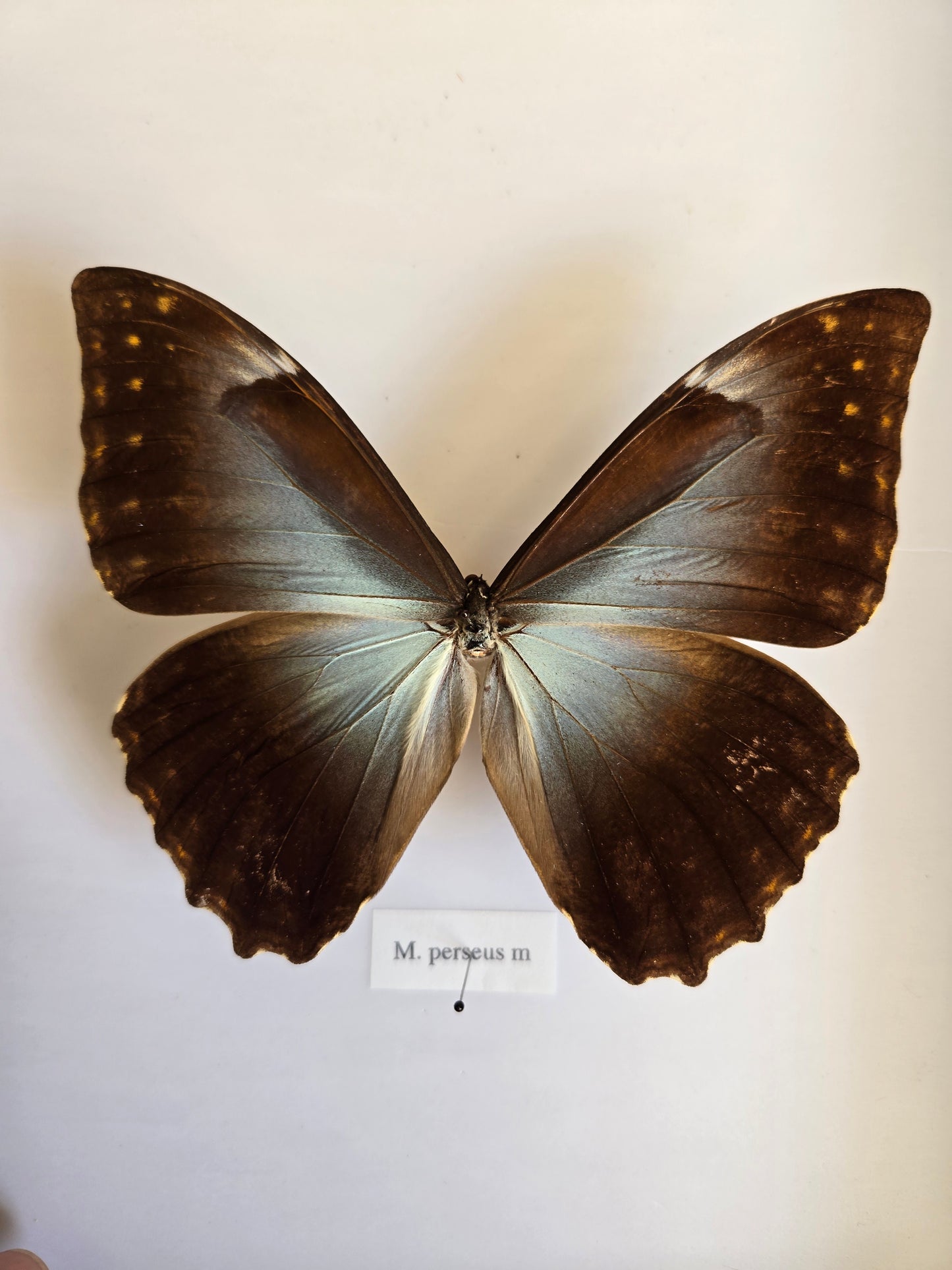 Spread Morpho perseus LOT 453