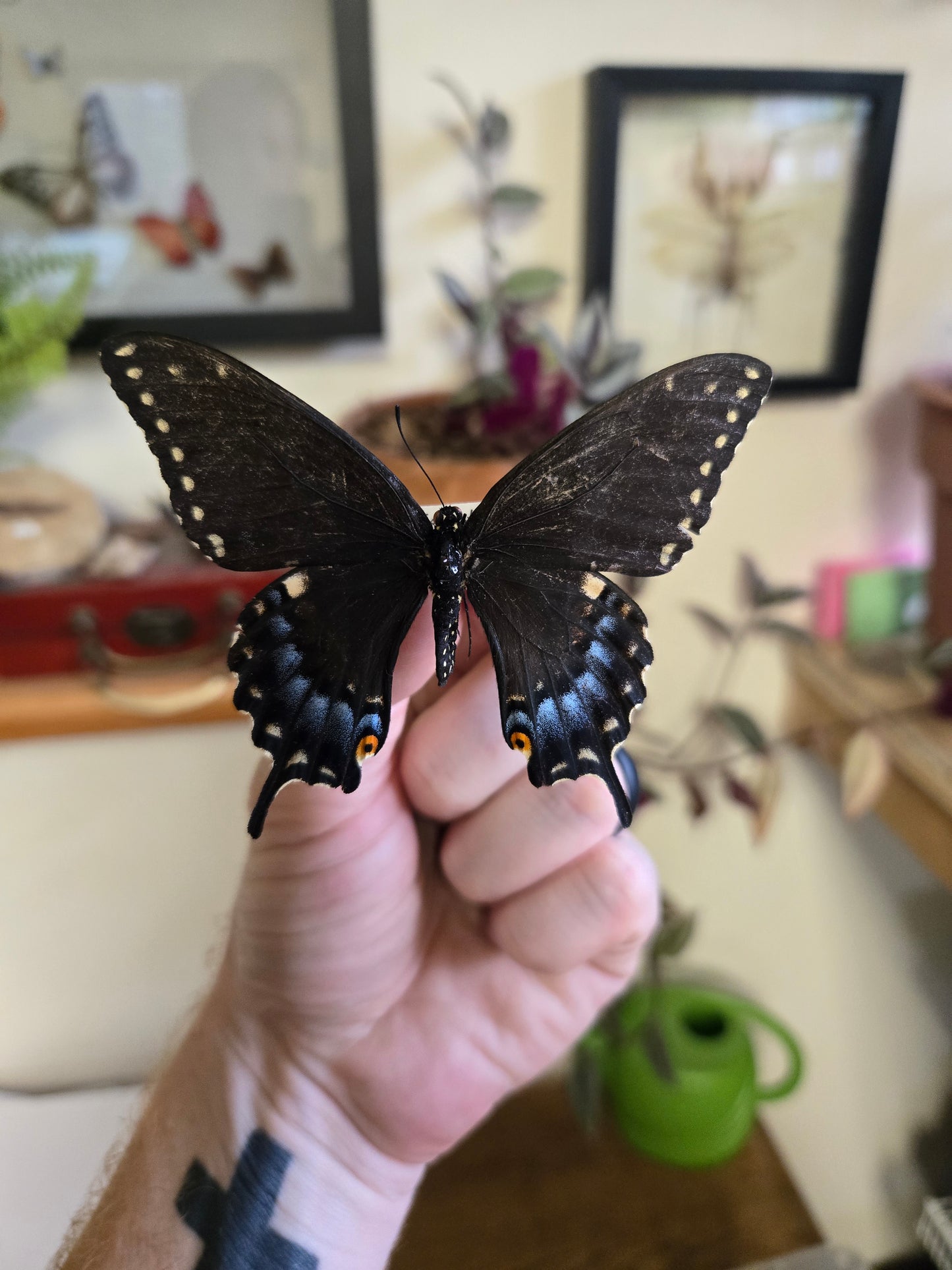Spread Black Swallowtail Papilio polyxenes LOT 446
