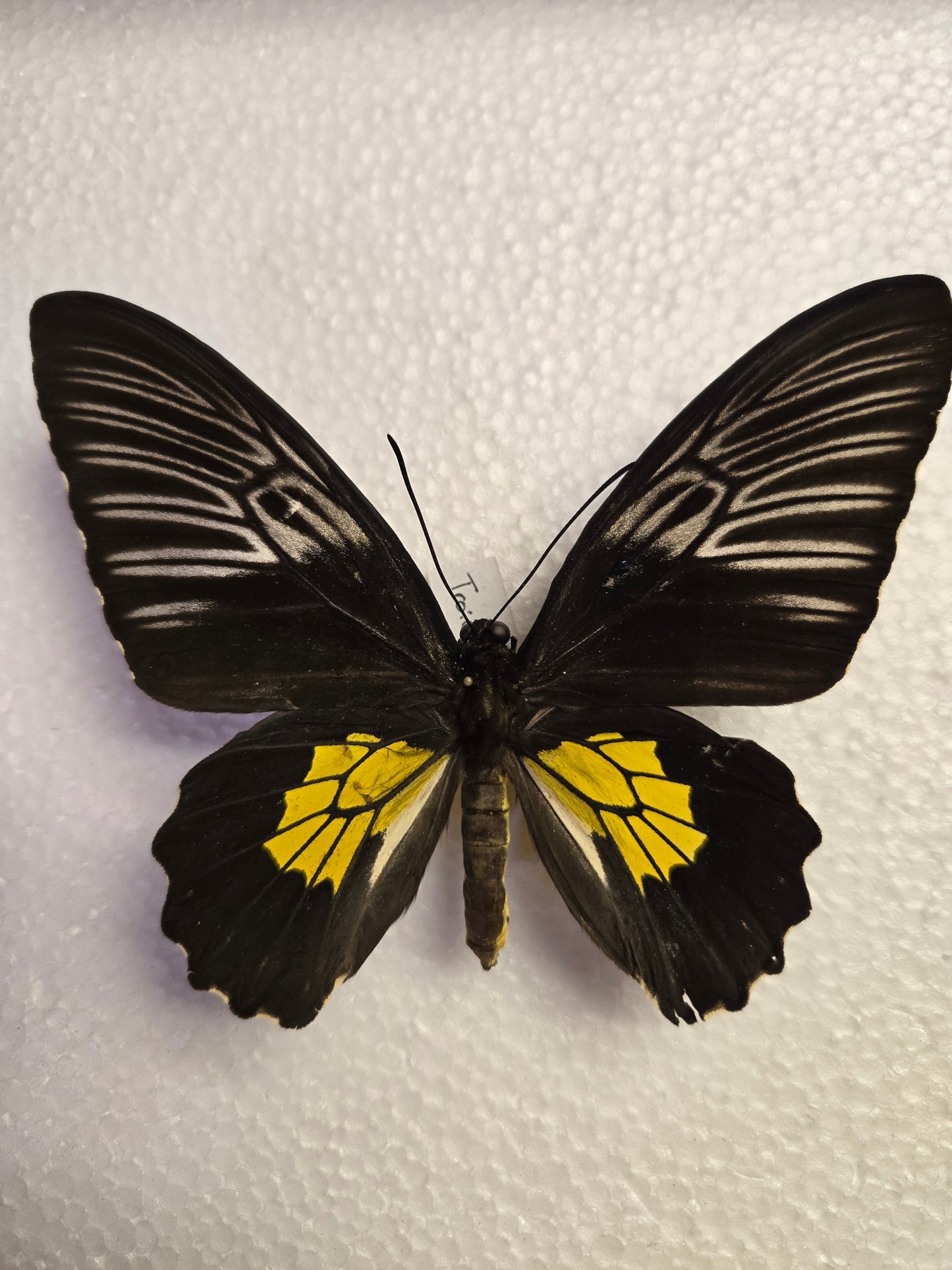 Spread Troides rhadama birdwing butterfly, Lot 324