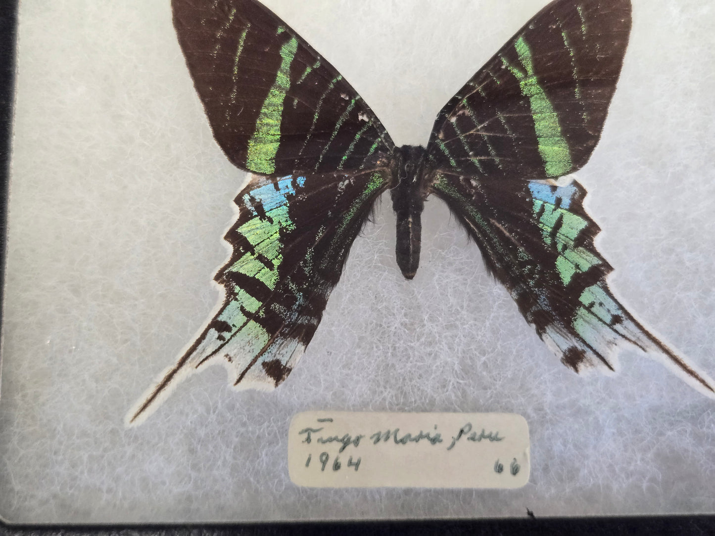 Vintage 1964 Urania leilus Framed Moth