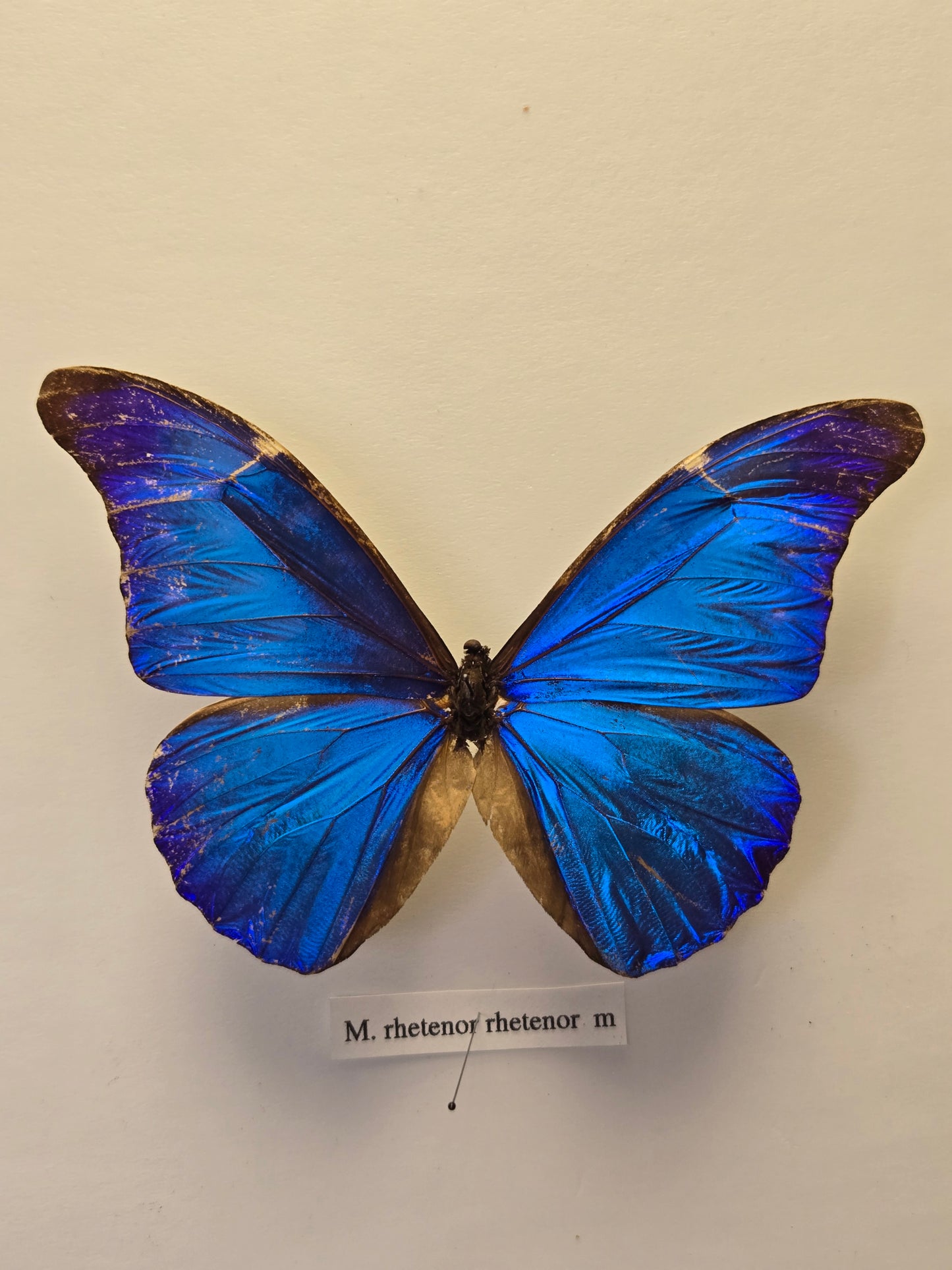 Blue Morpho, Spread Morpho rhetenor rhetenor A- LOT 433
