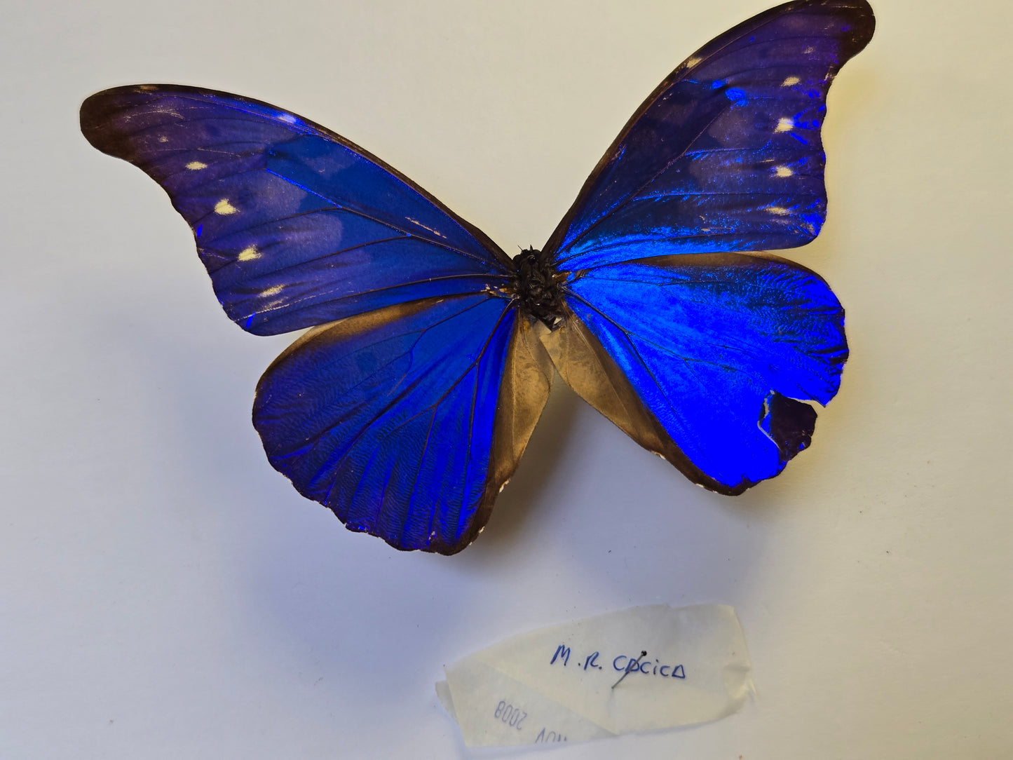 Blue Morpho, Spread Morpho rhetenor cacica A- LOT 434