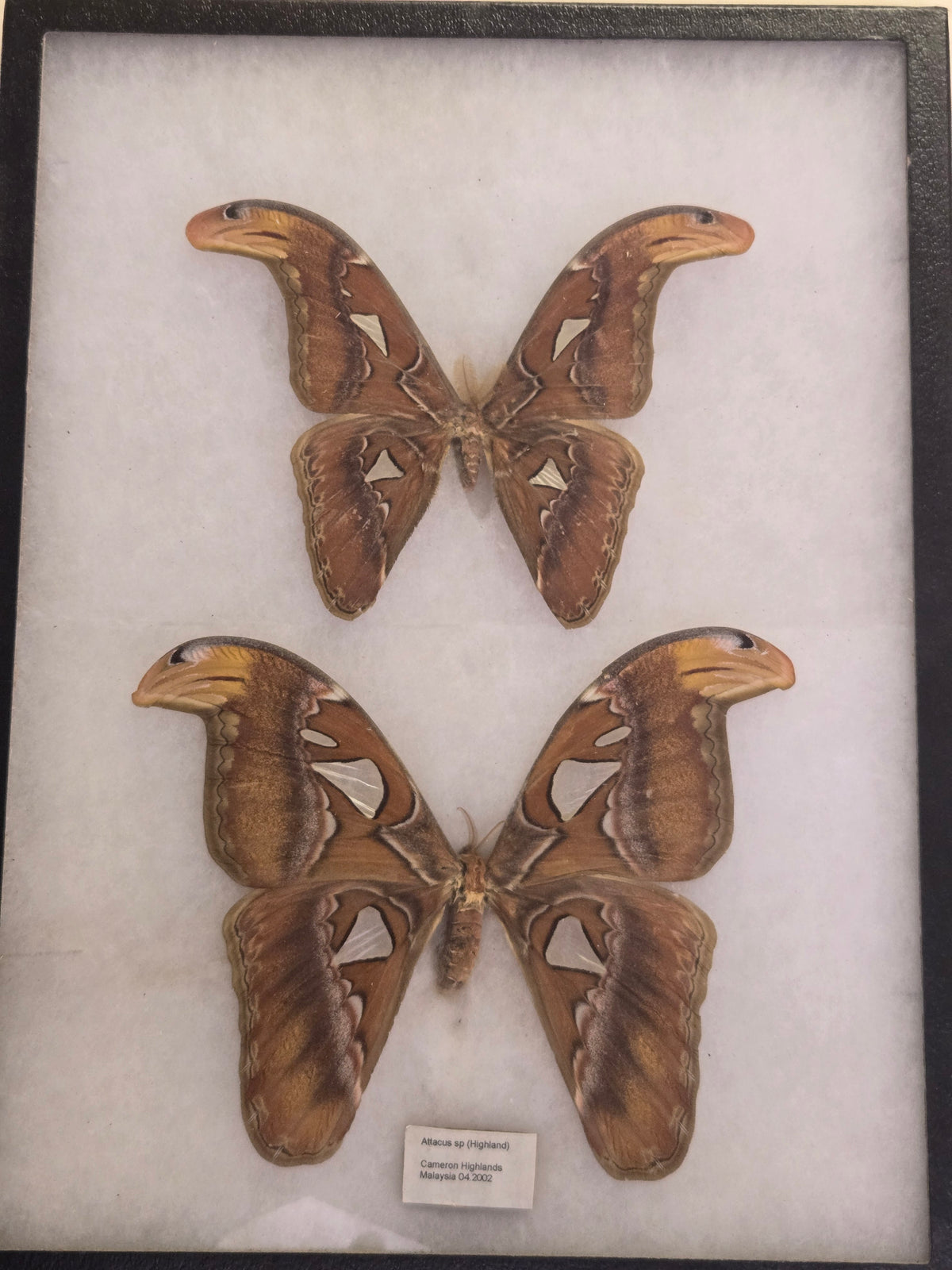 Framed Attacus spp, Atlas Moth PAIR