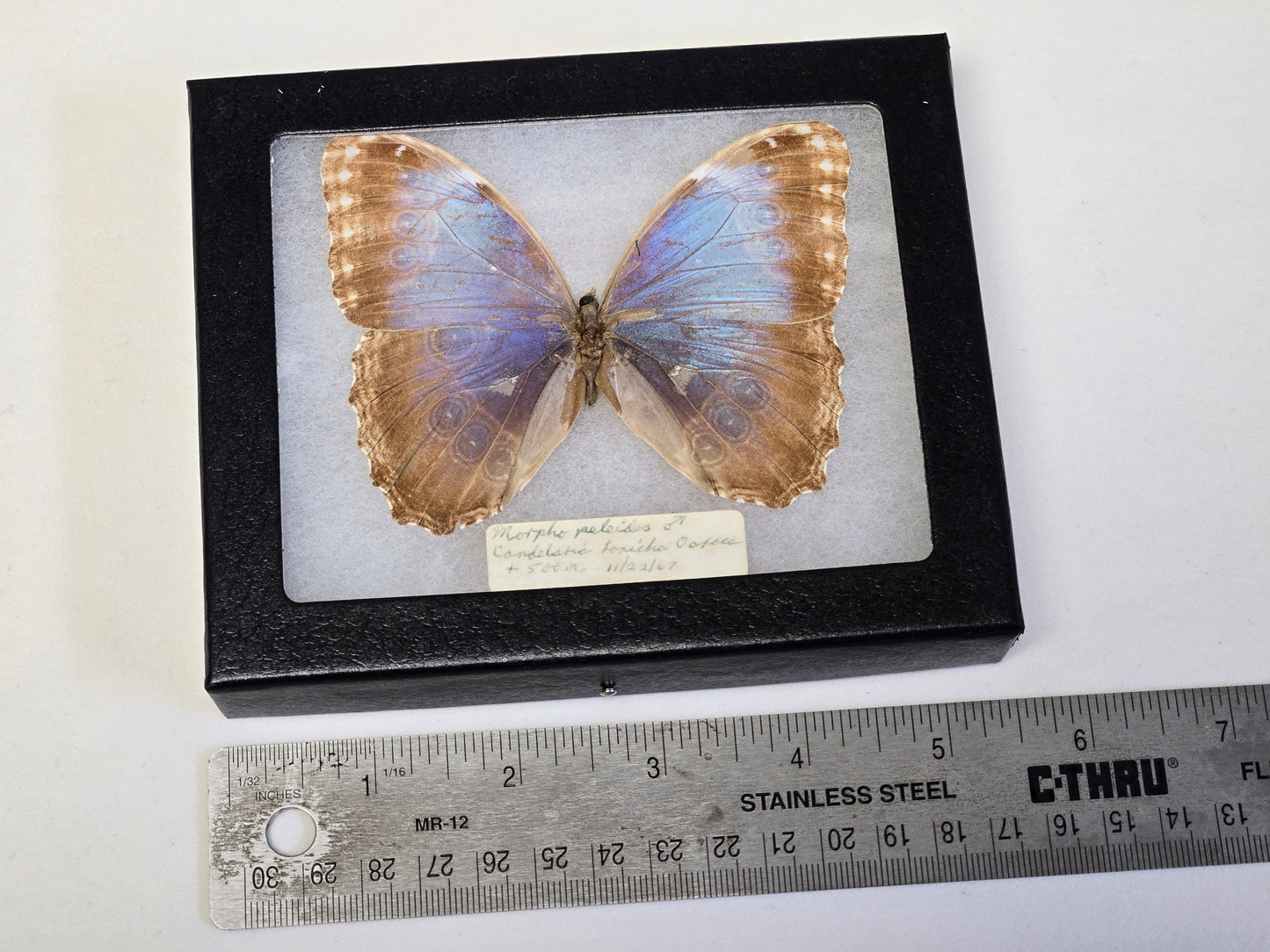 Framed Vintage Blue Morpho peleides 1967