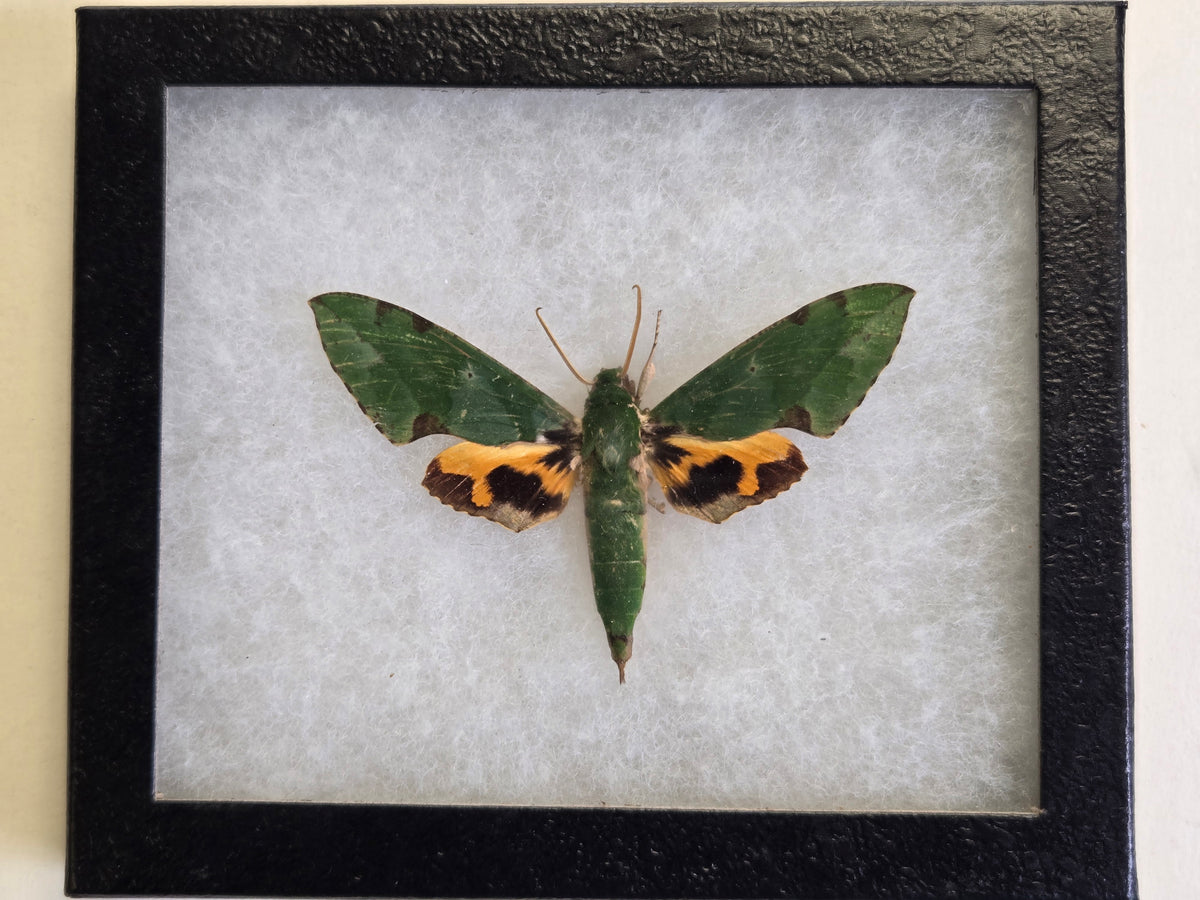 Framed Euchloron megaera, 'Verdant Hawk Moth'