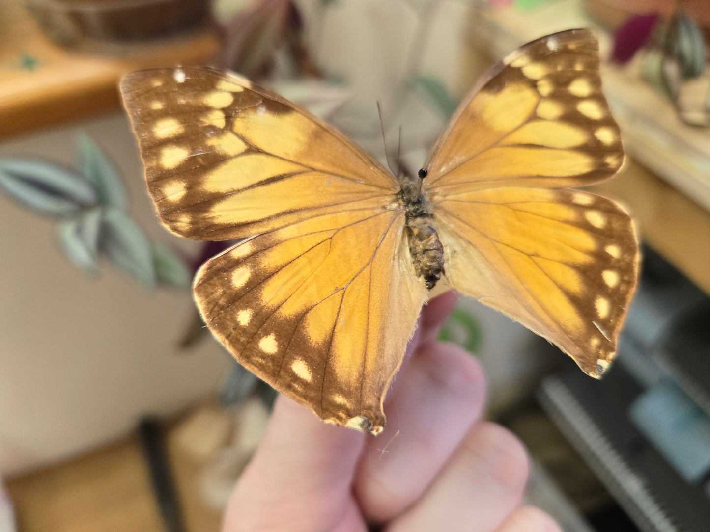 Female Morpho aega, Spread LOT 441