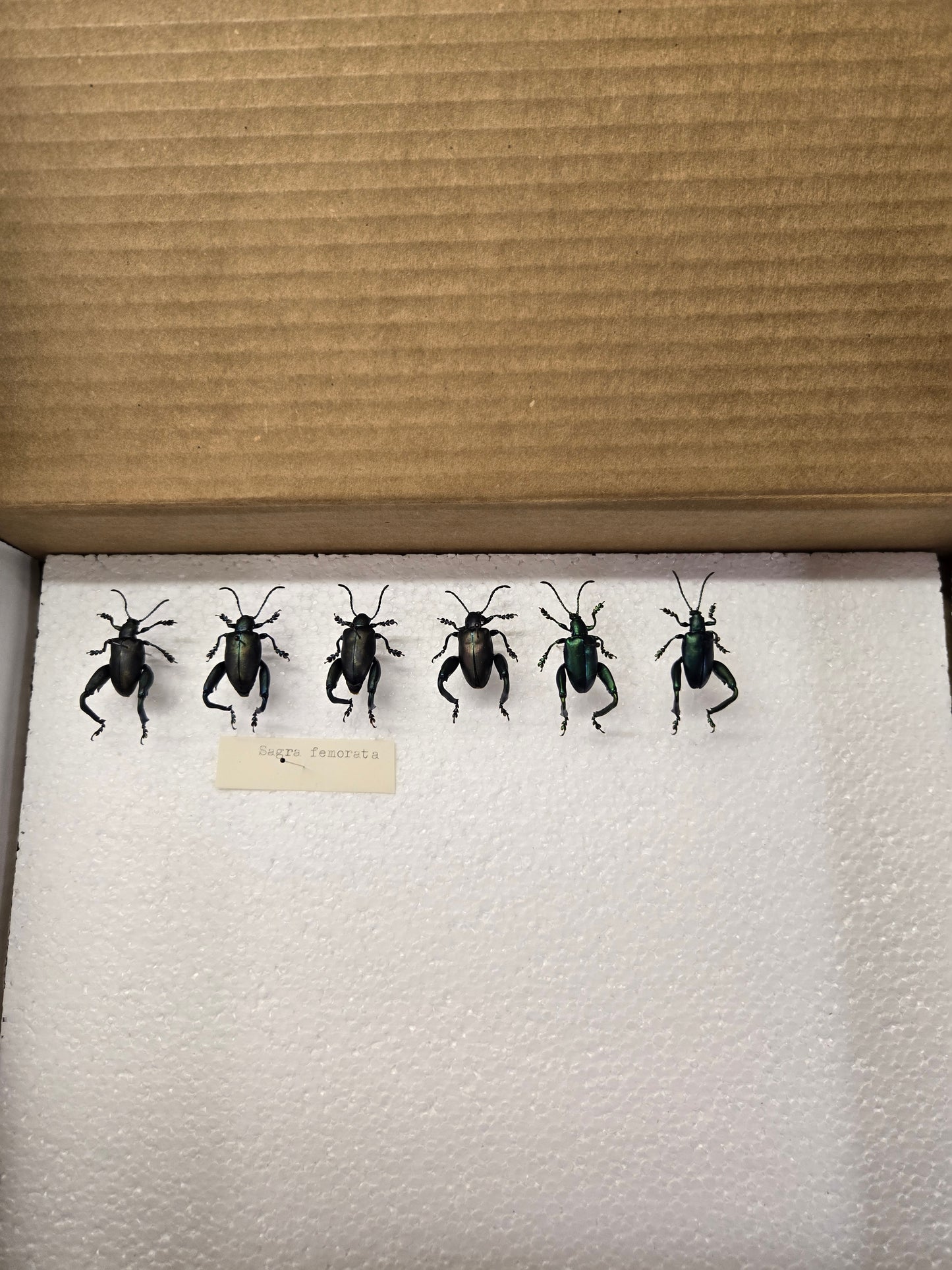 Box of Frog Leg Beetles, Lot 328