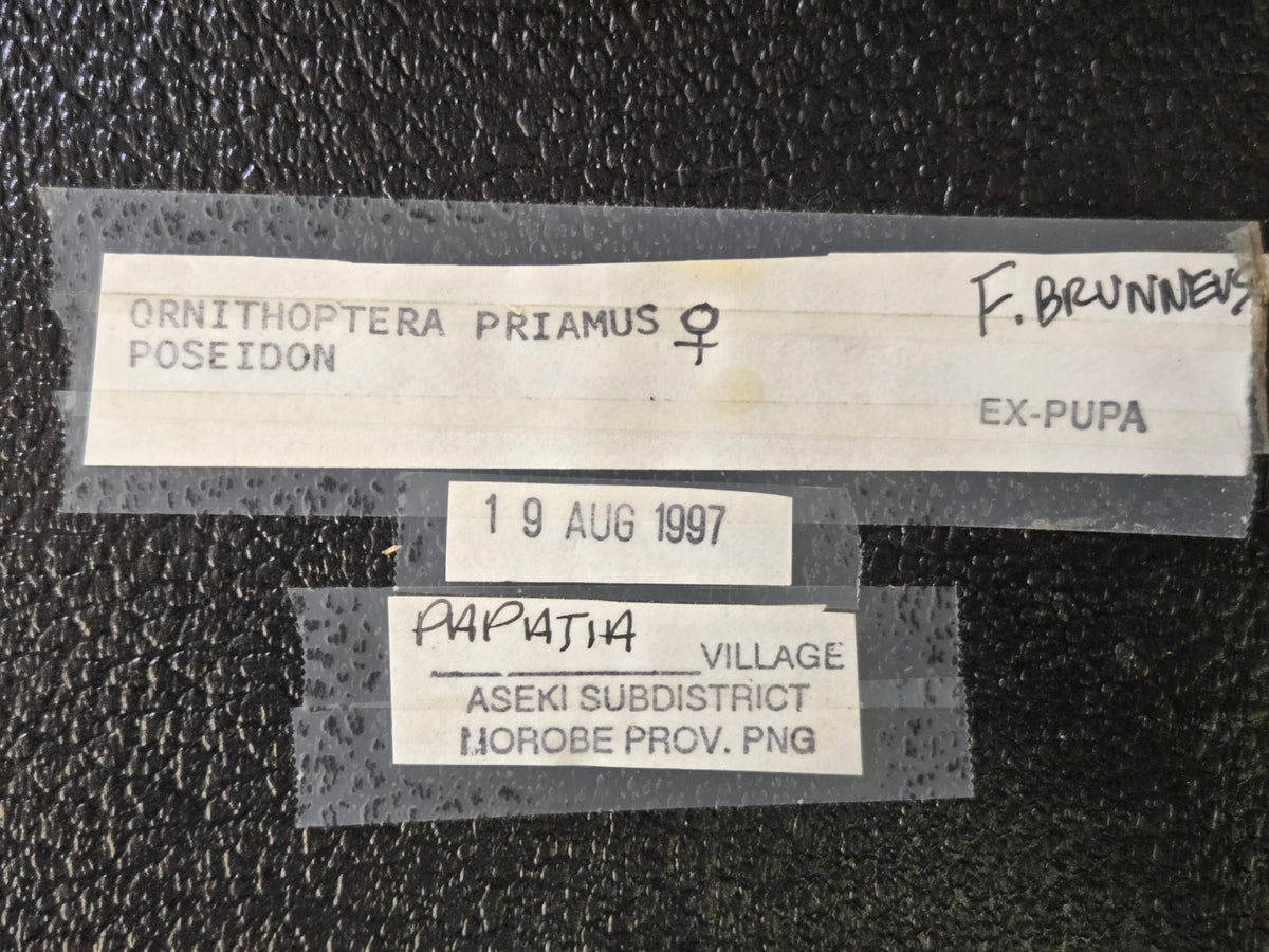 Ornithoptera priamus female variants Set of 3