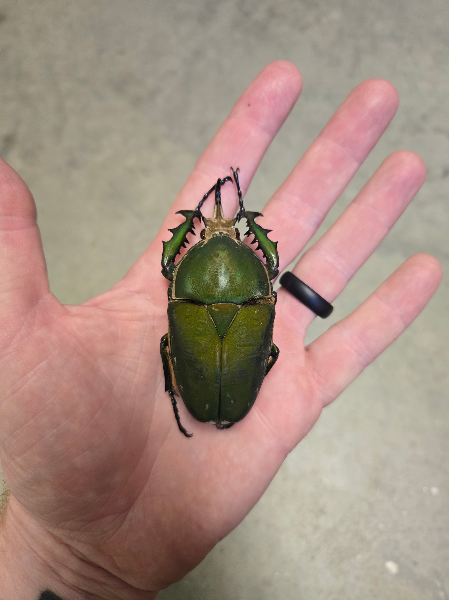 Mecynorhina torquata 75mm Male A-
