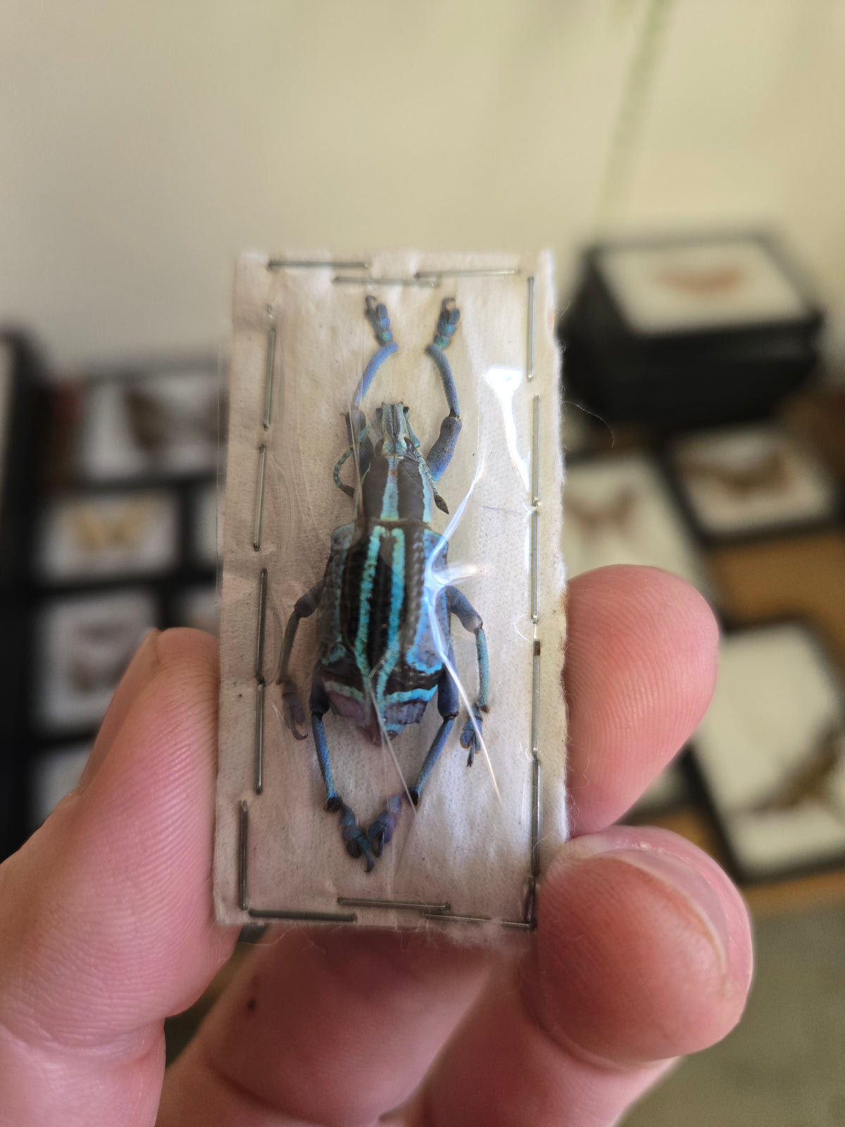 REAL Eupholus bennetti, LARGE Blue/Green Weevil Beetle