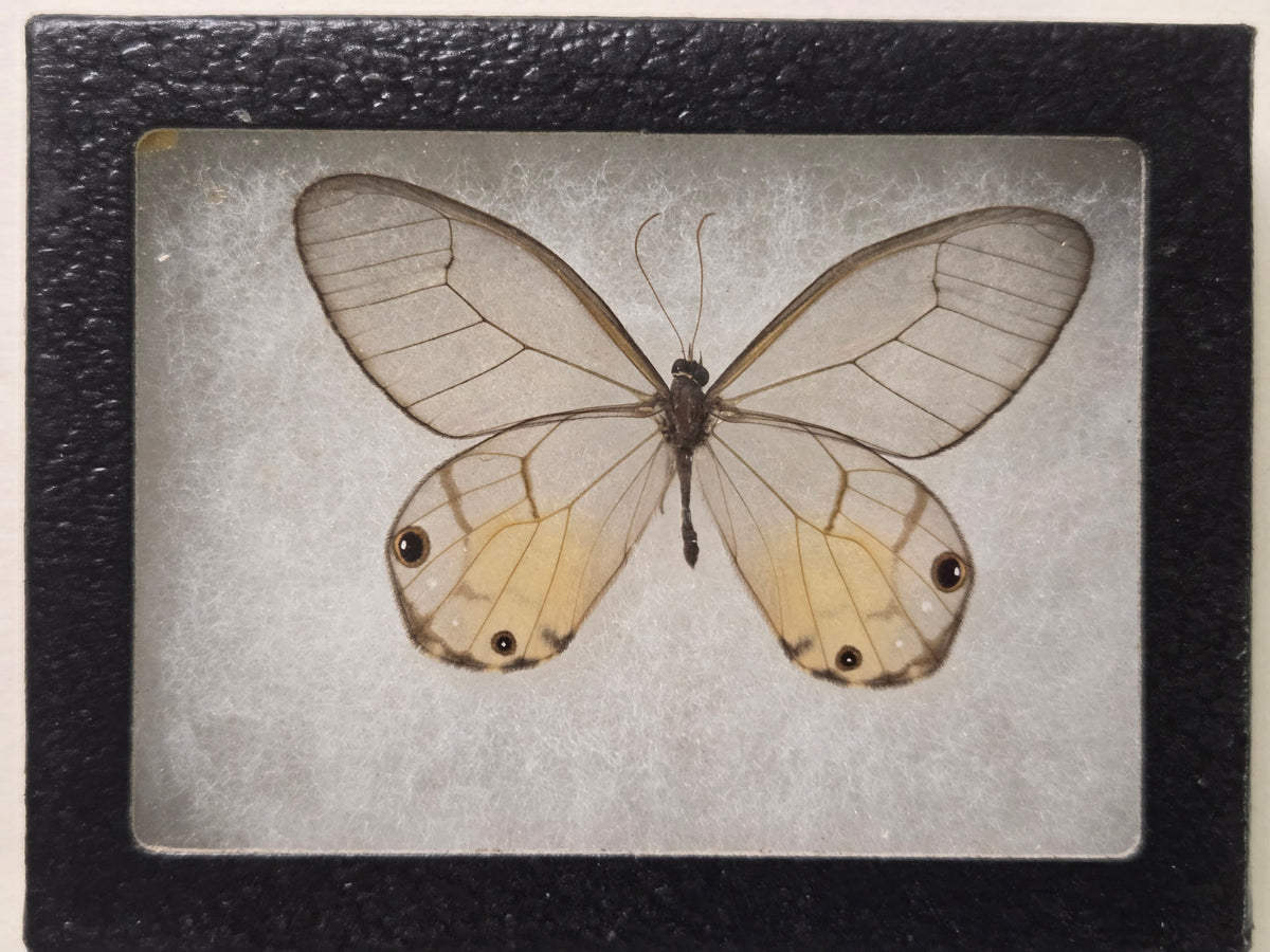 Framed Haetera piera, Amber Phantom Clearwing