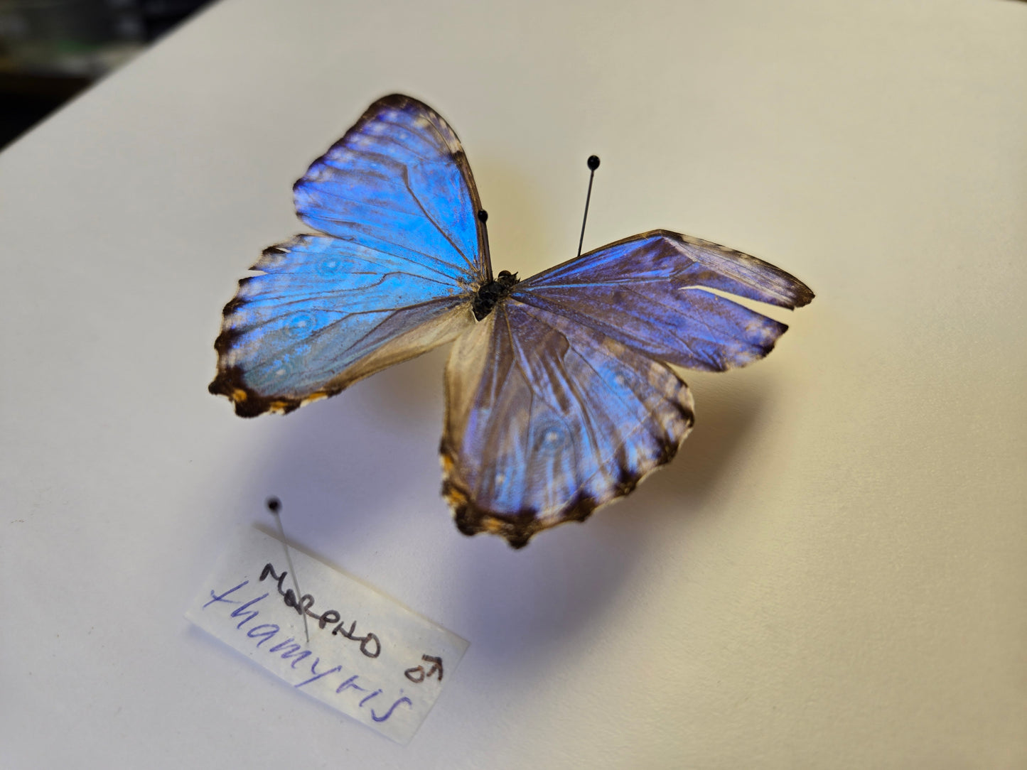 Blue Morpho, Spread Morpho portis thamyris A2 LOT 432