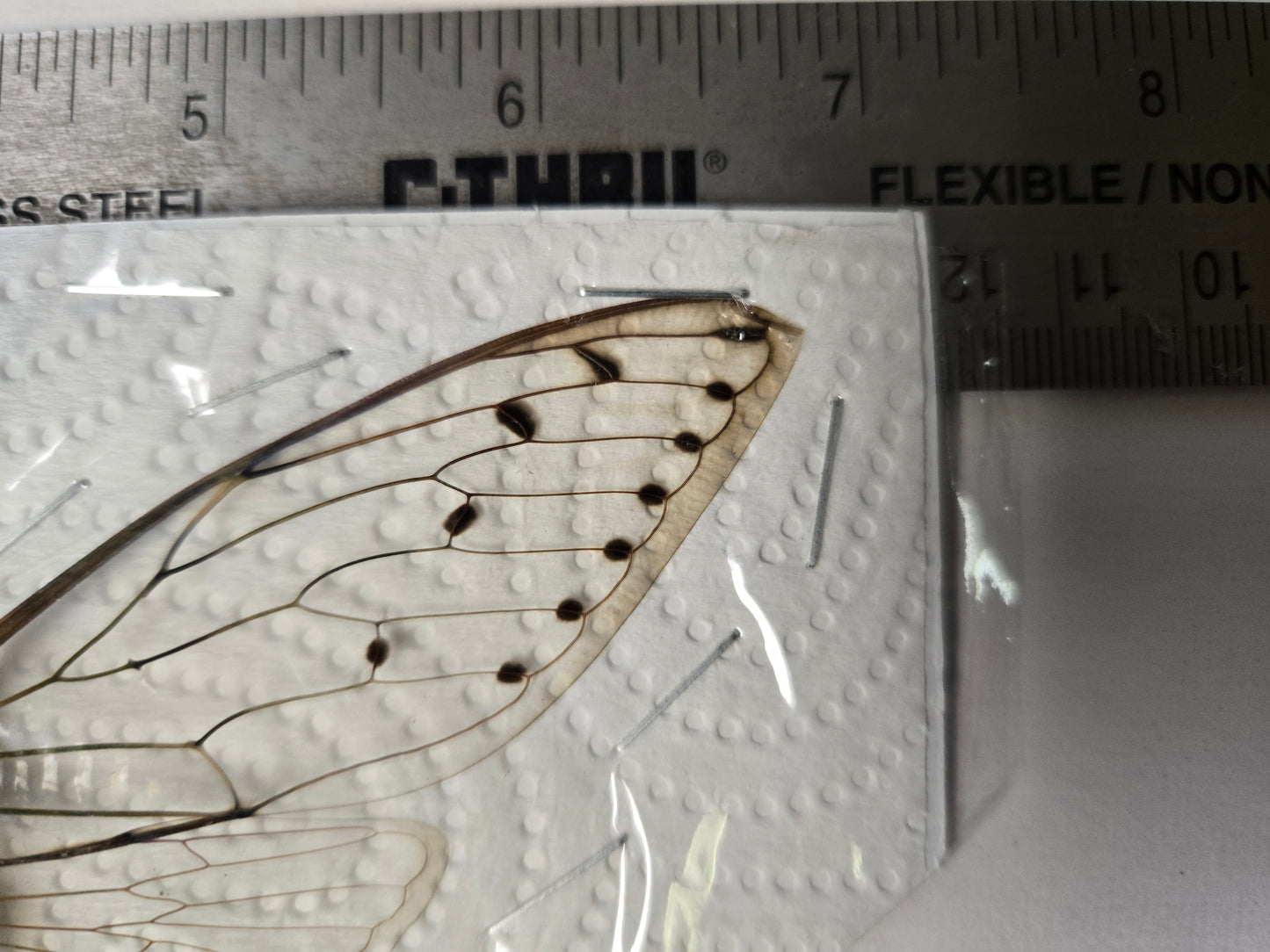 HUGE Pomponia intermedia cicada, DAMAGED