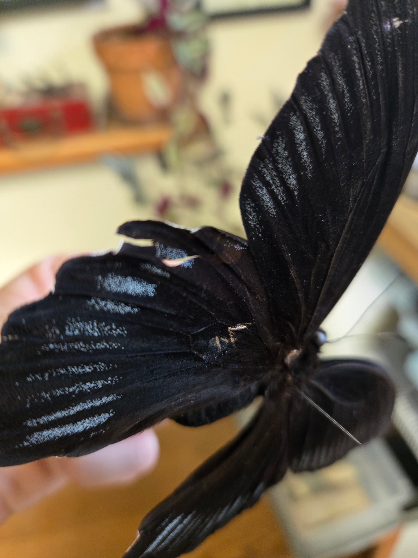 Spread Swallowtail Papilio deiphobus LOT 447