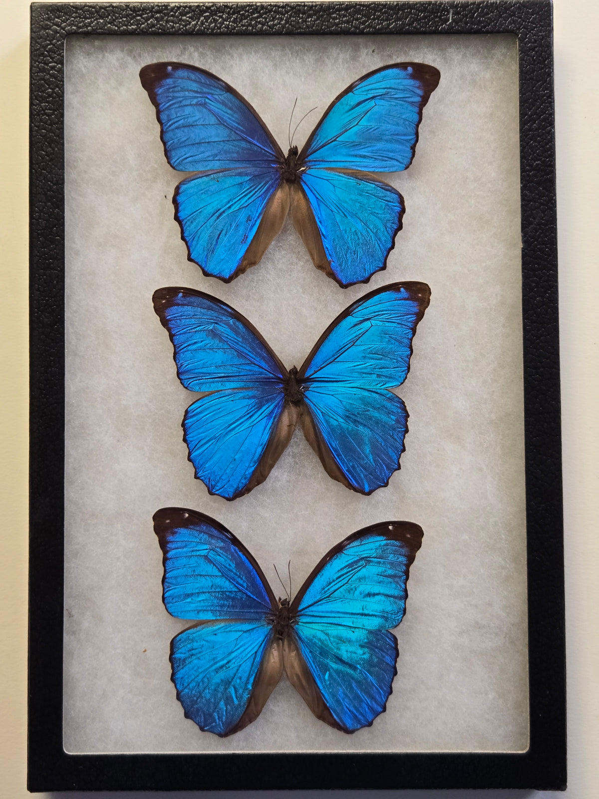 Framed Blue Morpho menalaus Trio