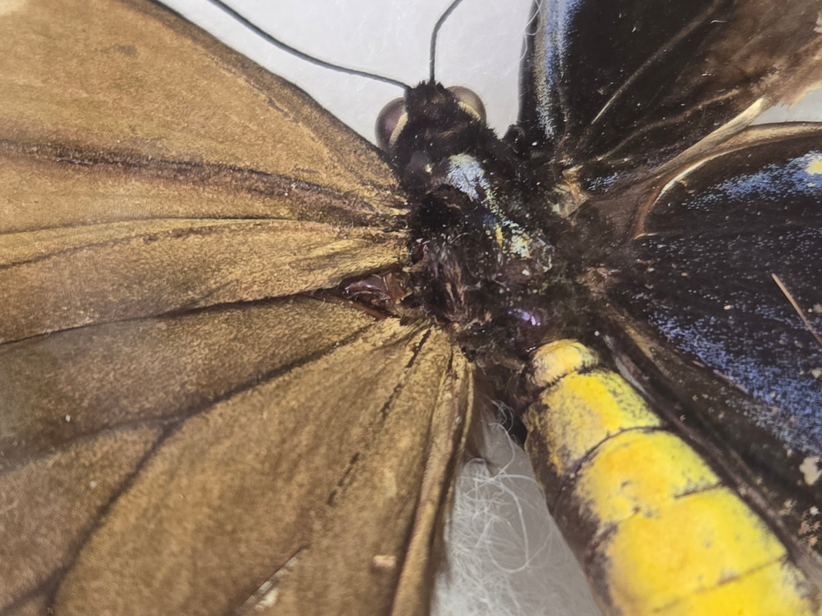 Ornithoptera p. urvillianus Gynandromorph WORLD RARITY!