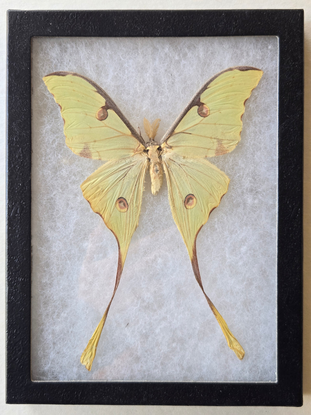 Framed Argema mimosae, African Moon Moth