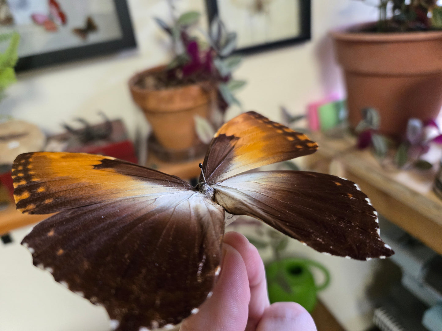 Morpho hecuba, Spread LOT 444