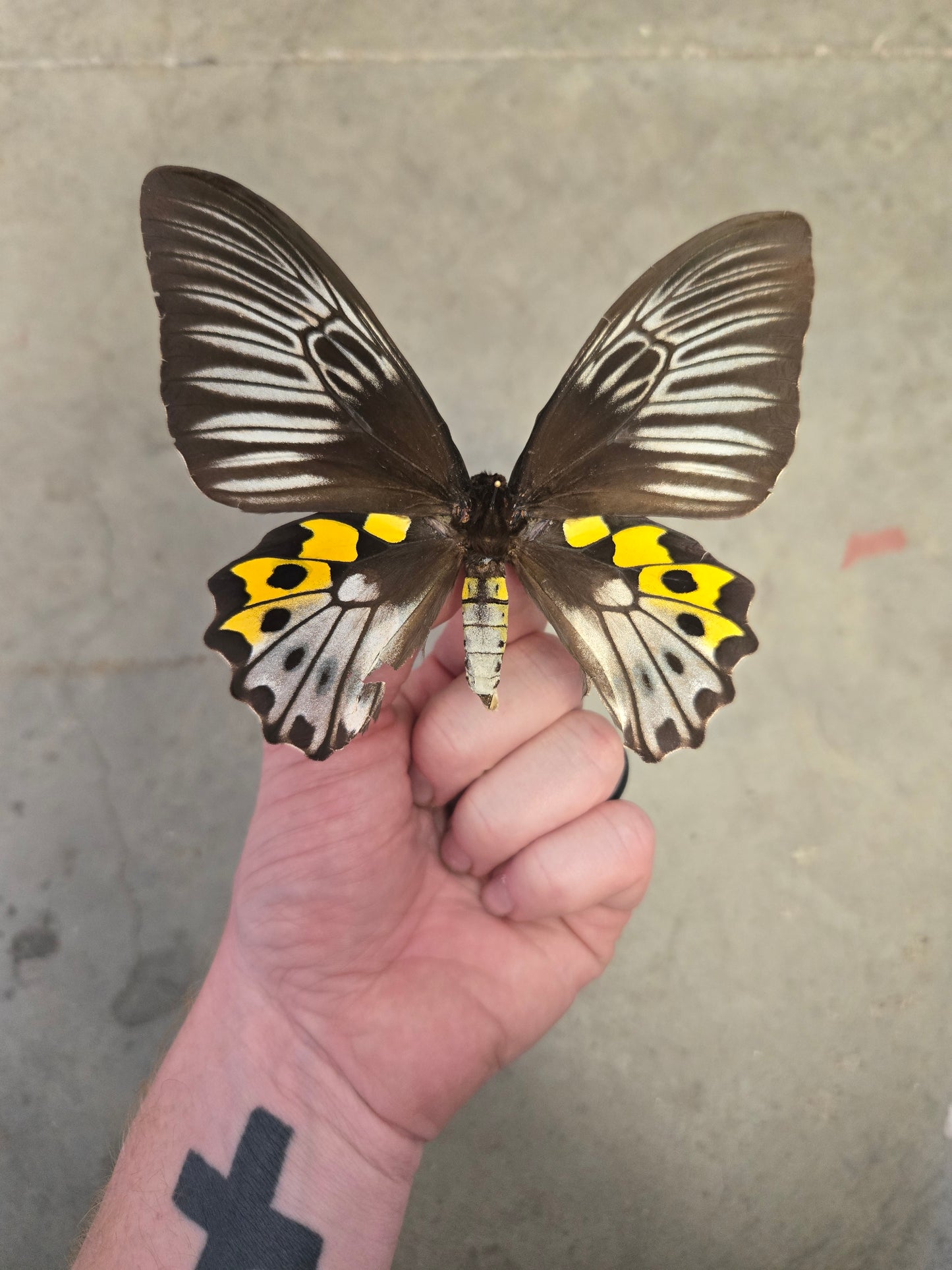 SPREAD Troides hypolitus Birdwing