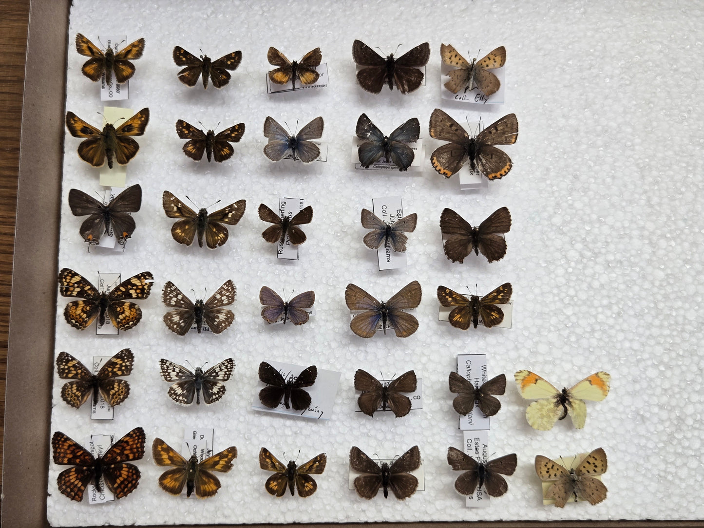30+ Collection of Small Spread Butterflies LOT 401