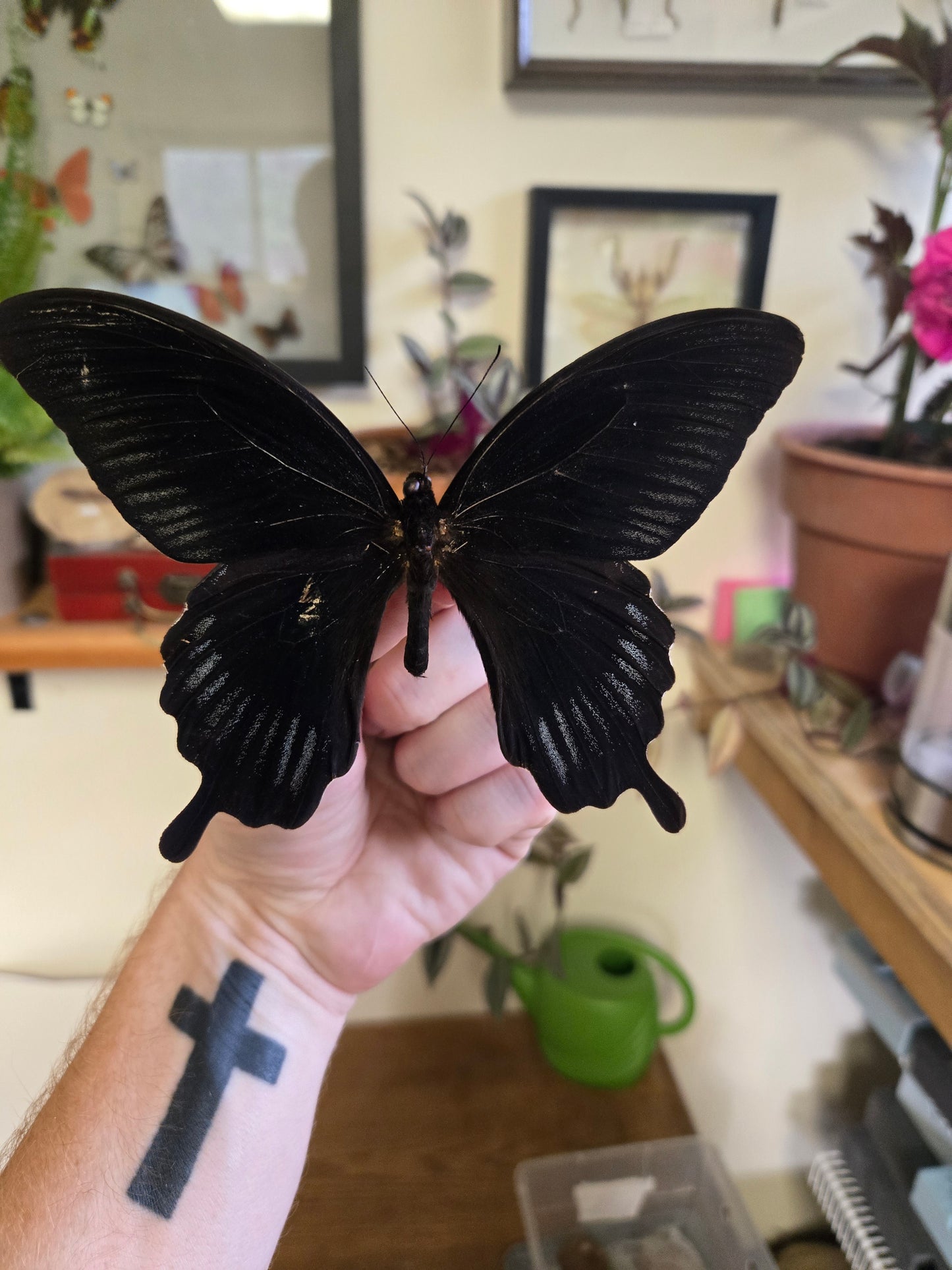 Spread Swallowtail Papilio deiphobus LOT 447