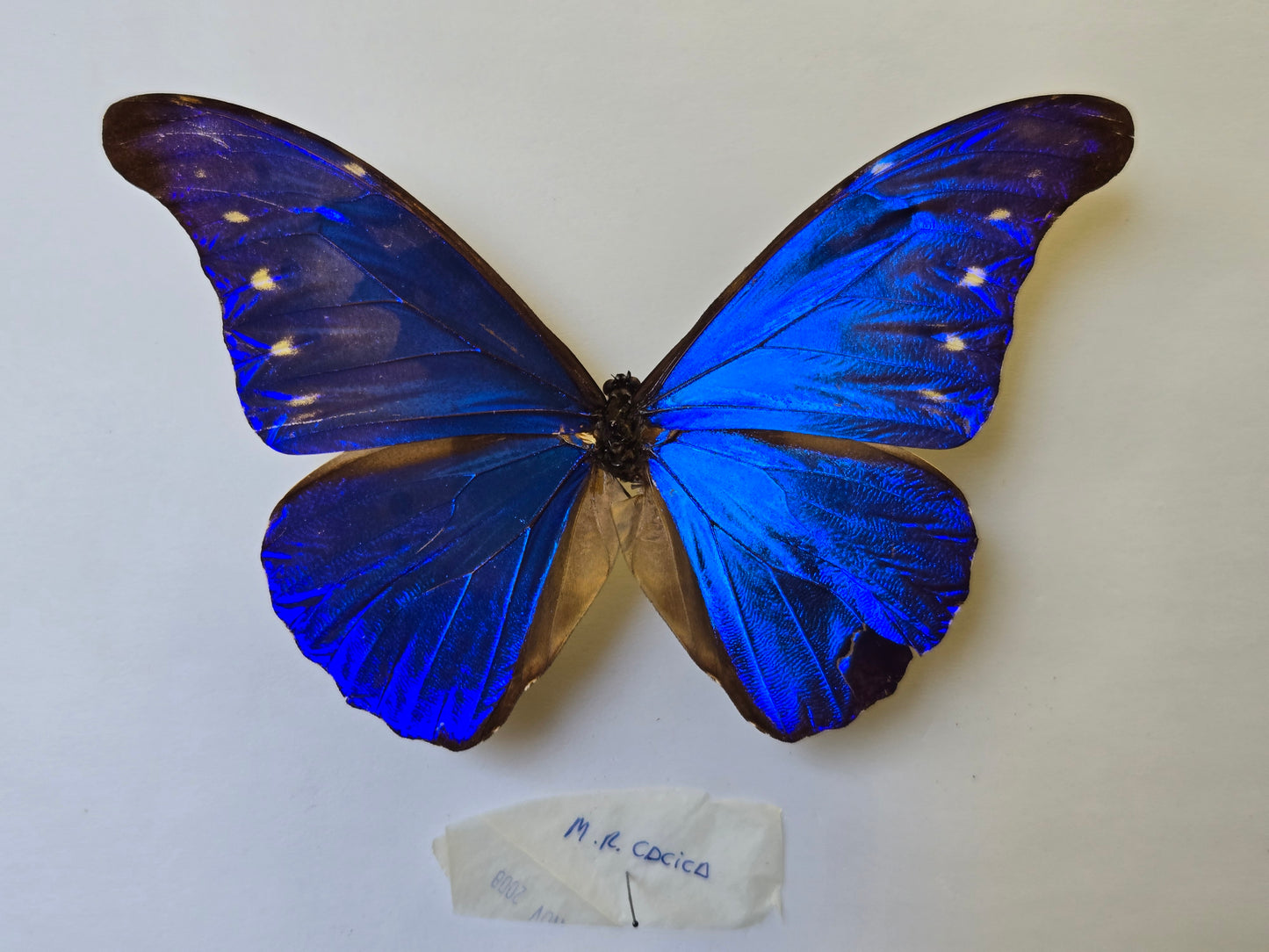 Blue Morpho, Spread Morpho rhetenor cacica A- LOT 434