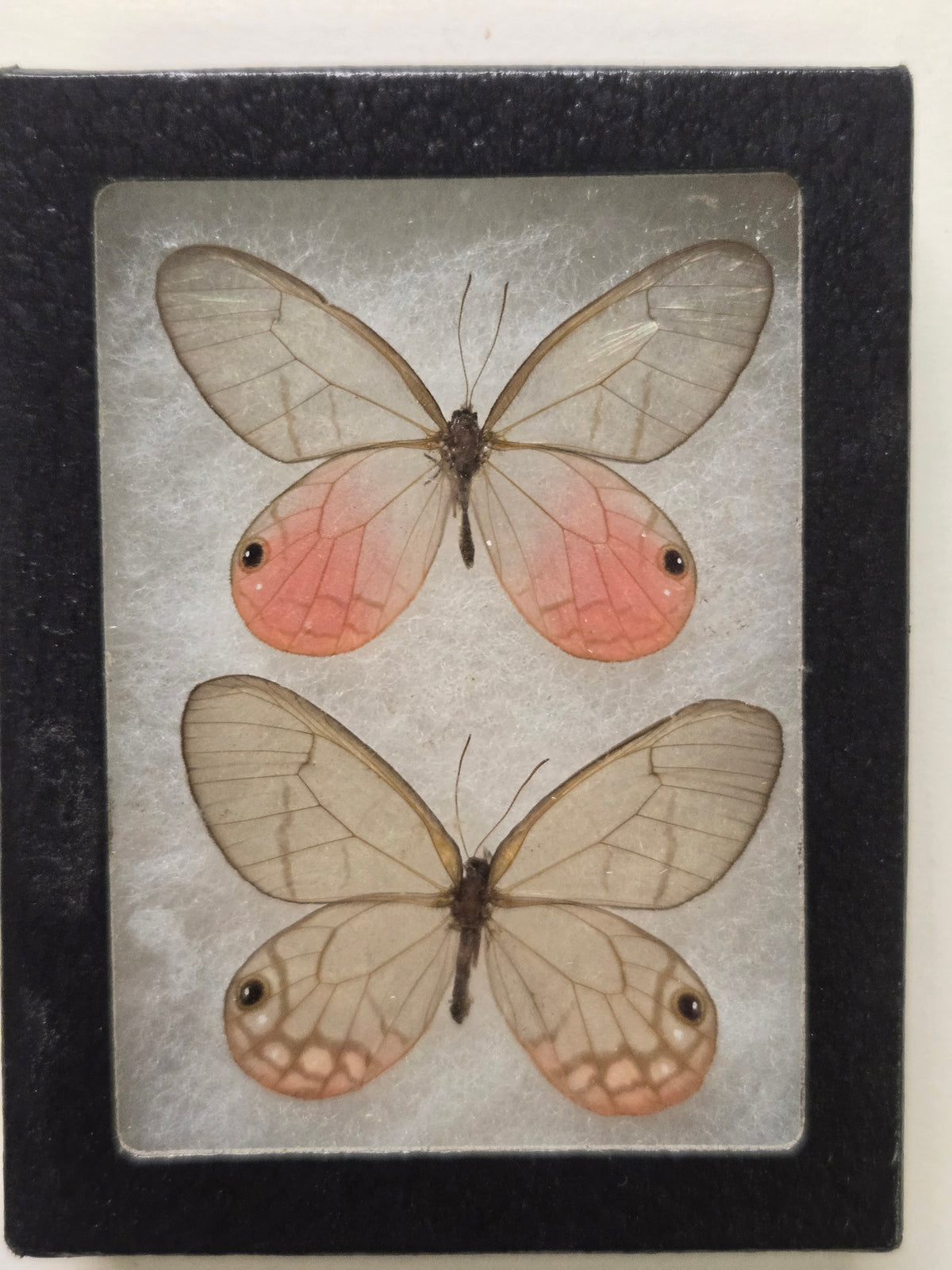 Framed Cithaerias merolina, Blushing Phantom Clearwing PAIR
