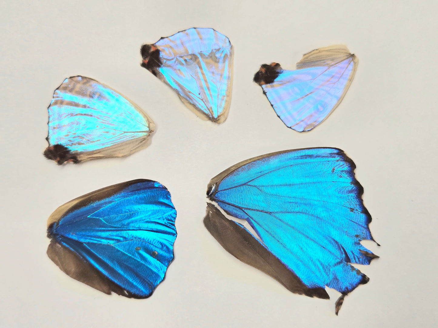 Mixed Blue Morpho Wings LOT 406